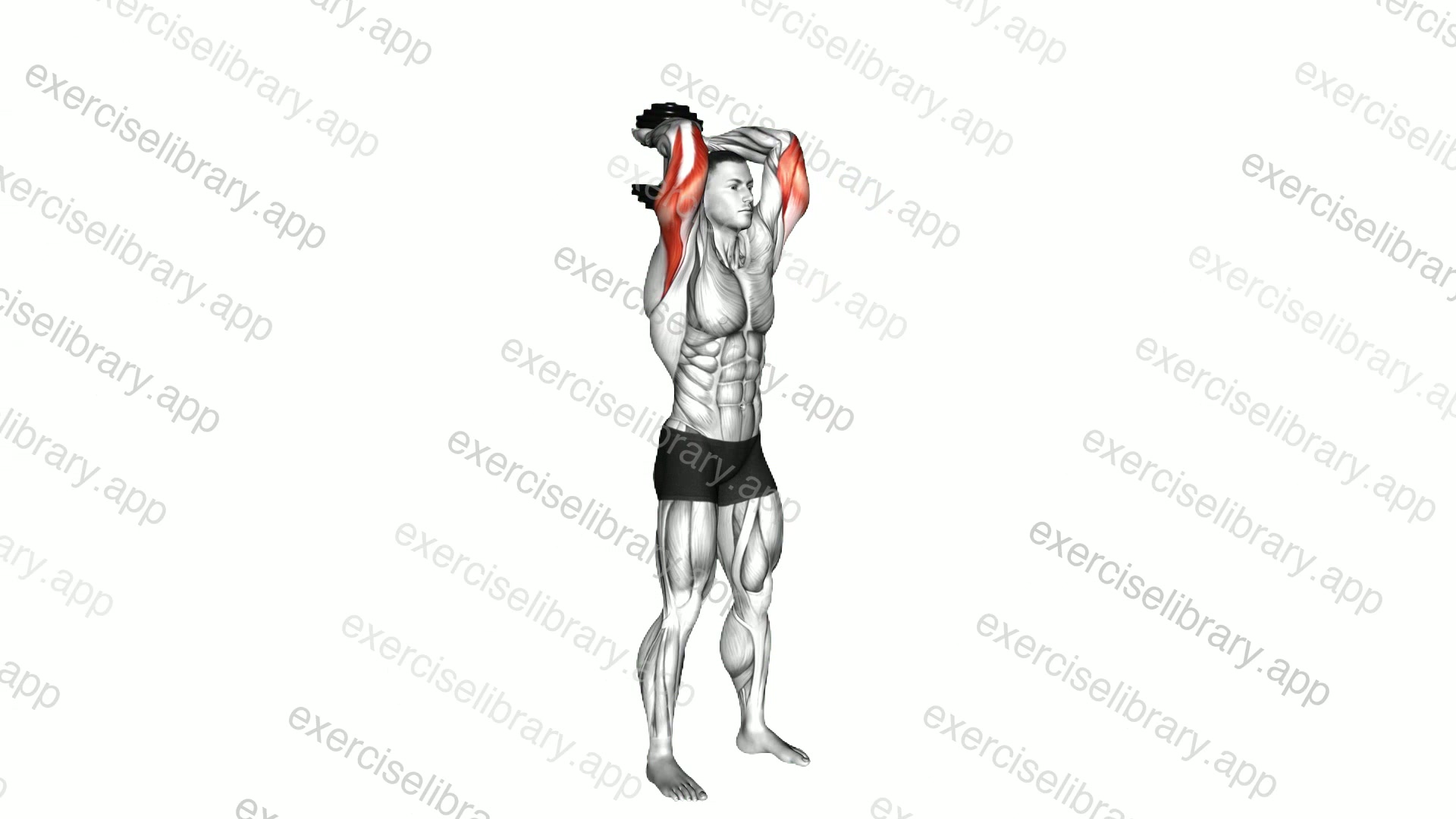 Dumbbell Standing Triceps Extension demonstration