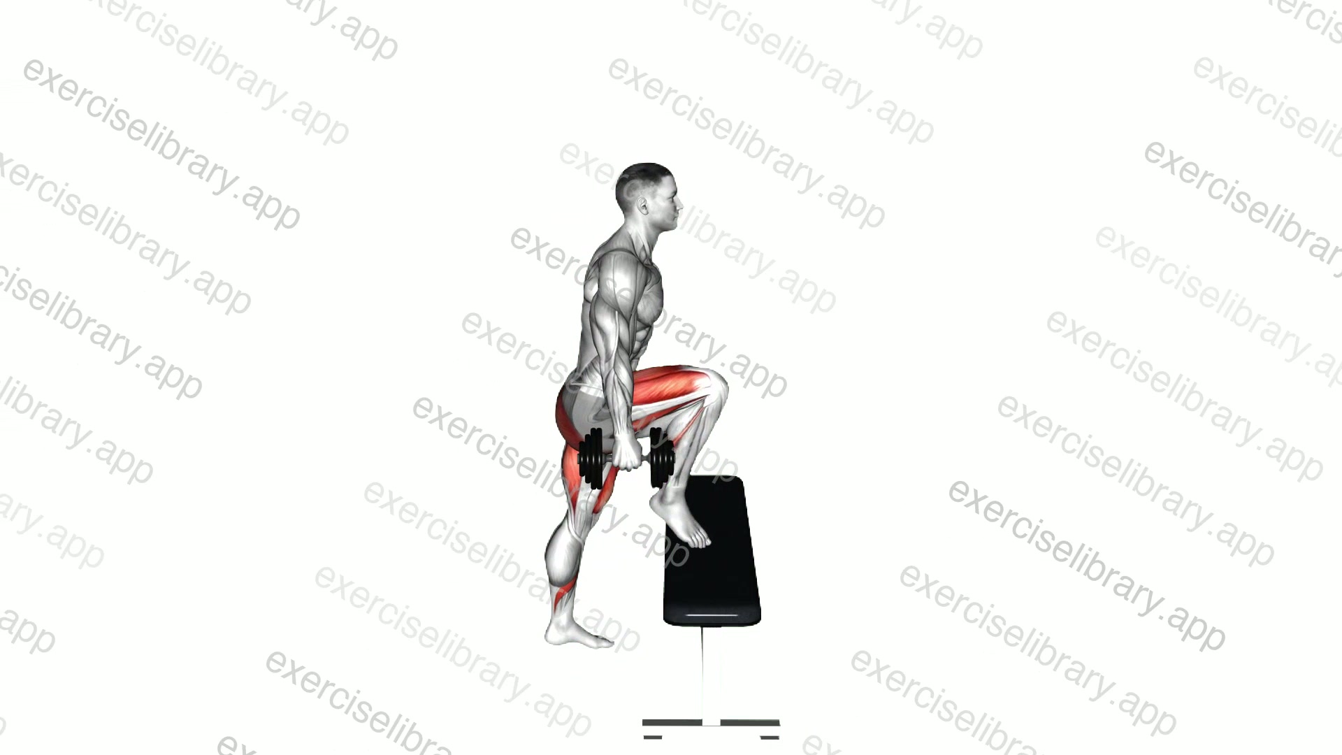 Dumbbell Step-up demonstration