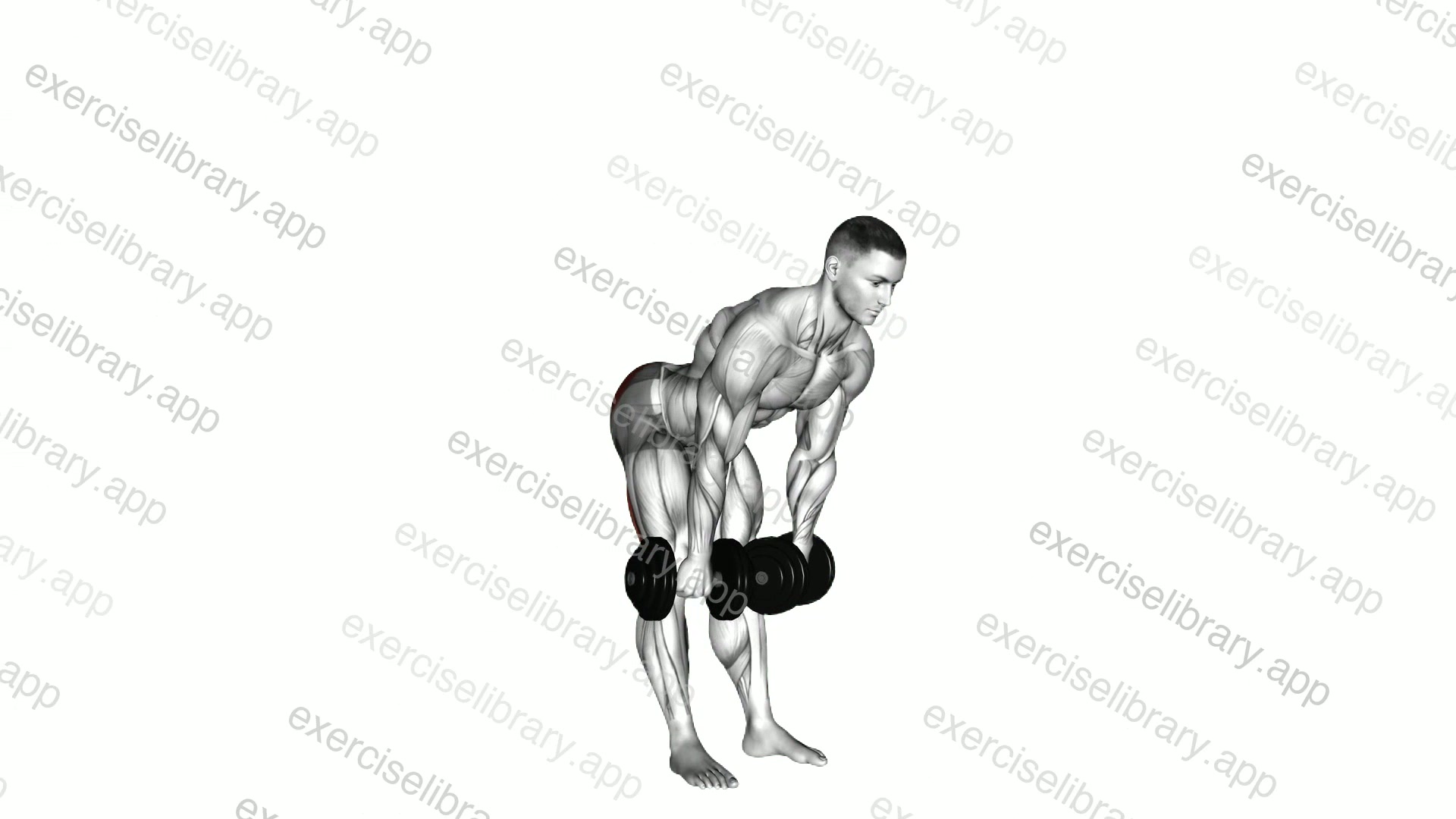 Dumbbell Stiff Leg Deadlift demonstration