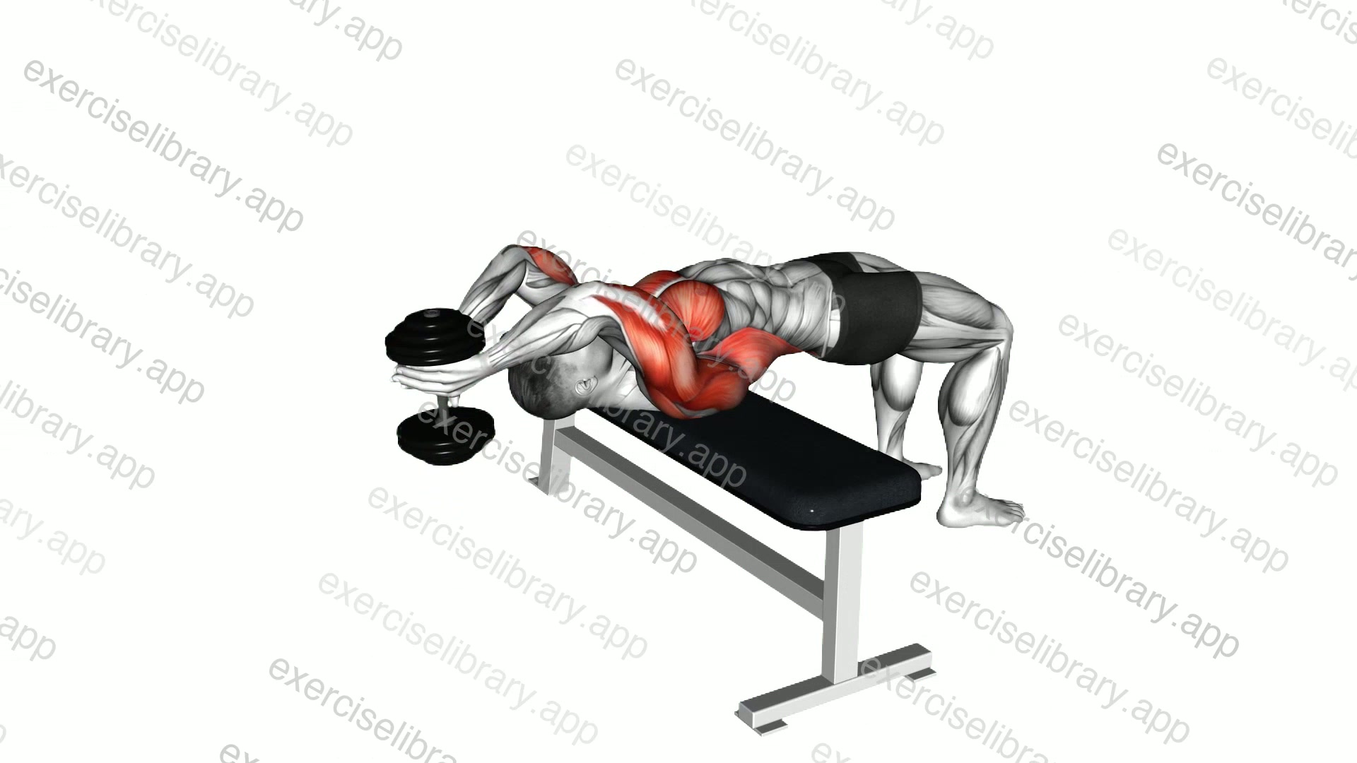 Dumbbell Straight Arm Pullover demonstration