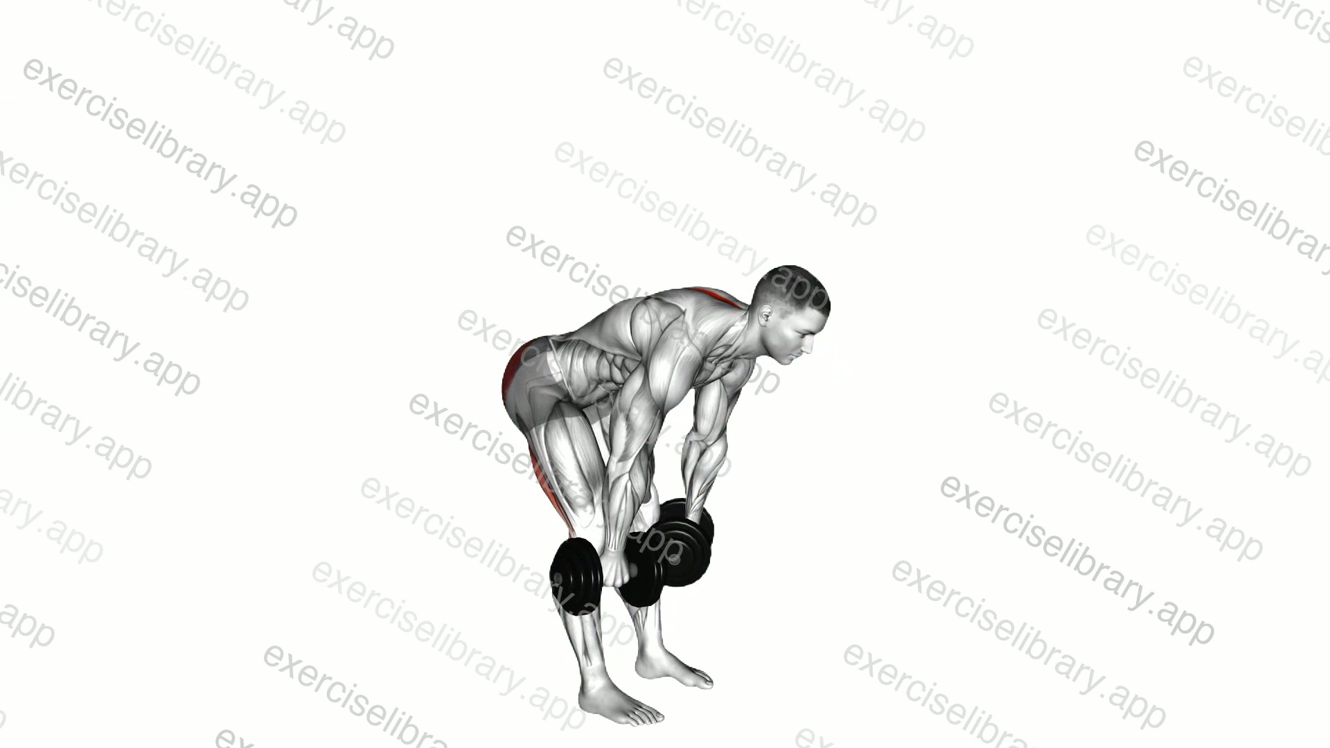 Dumbbell Straight Leg Deadlift demonstration