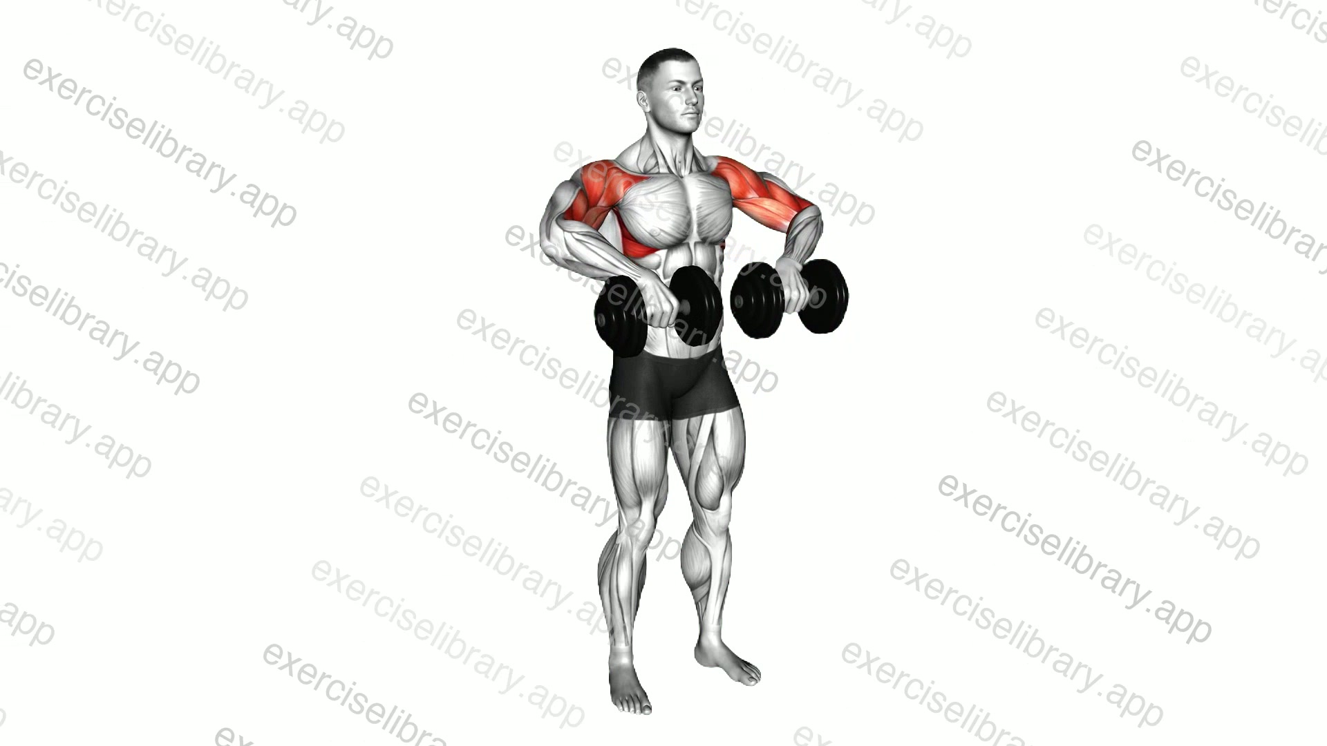 Dumbbell Upright Row demonstration