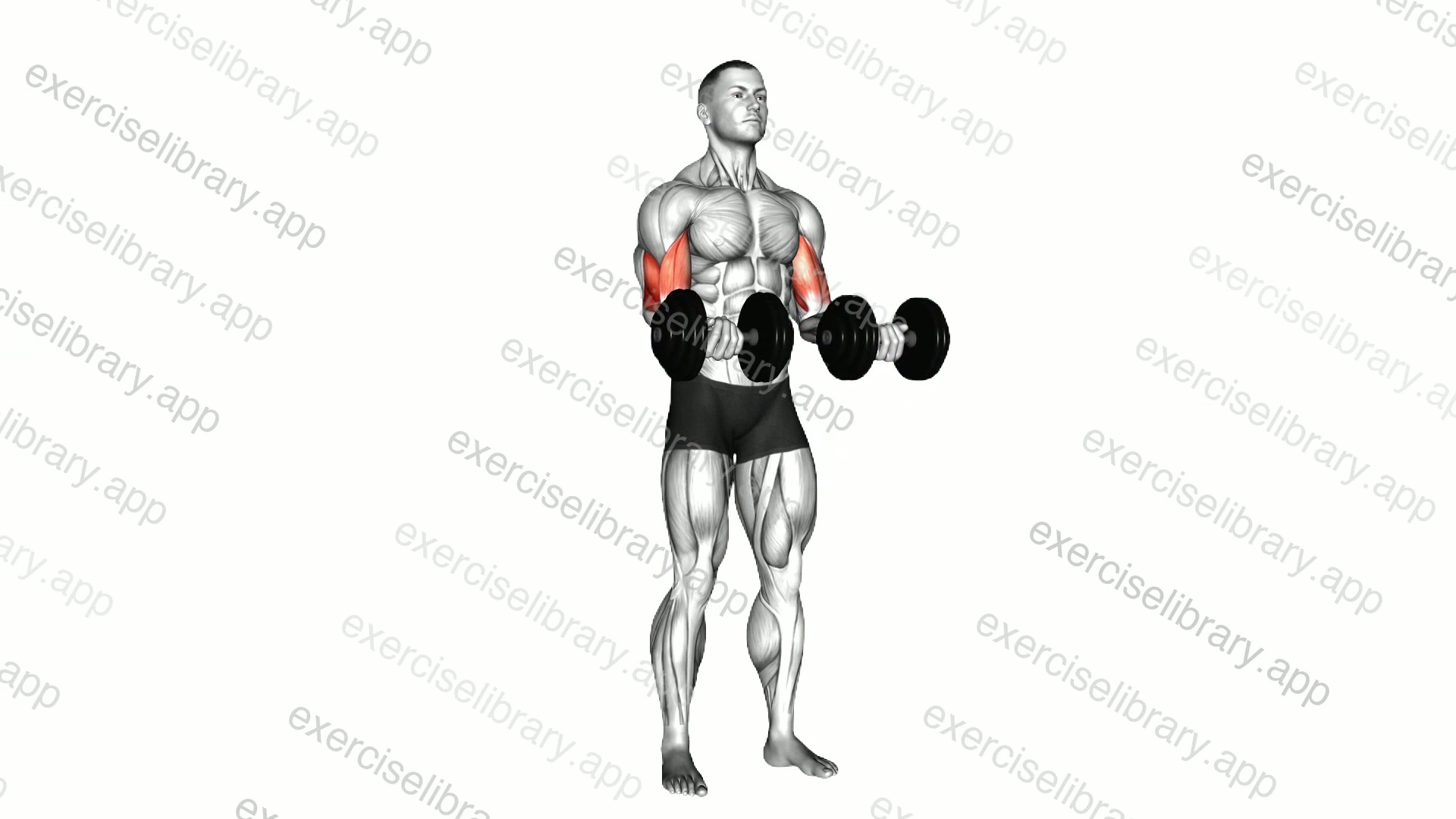 Dumbbell Zottman Curl demonstration