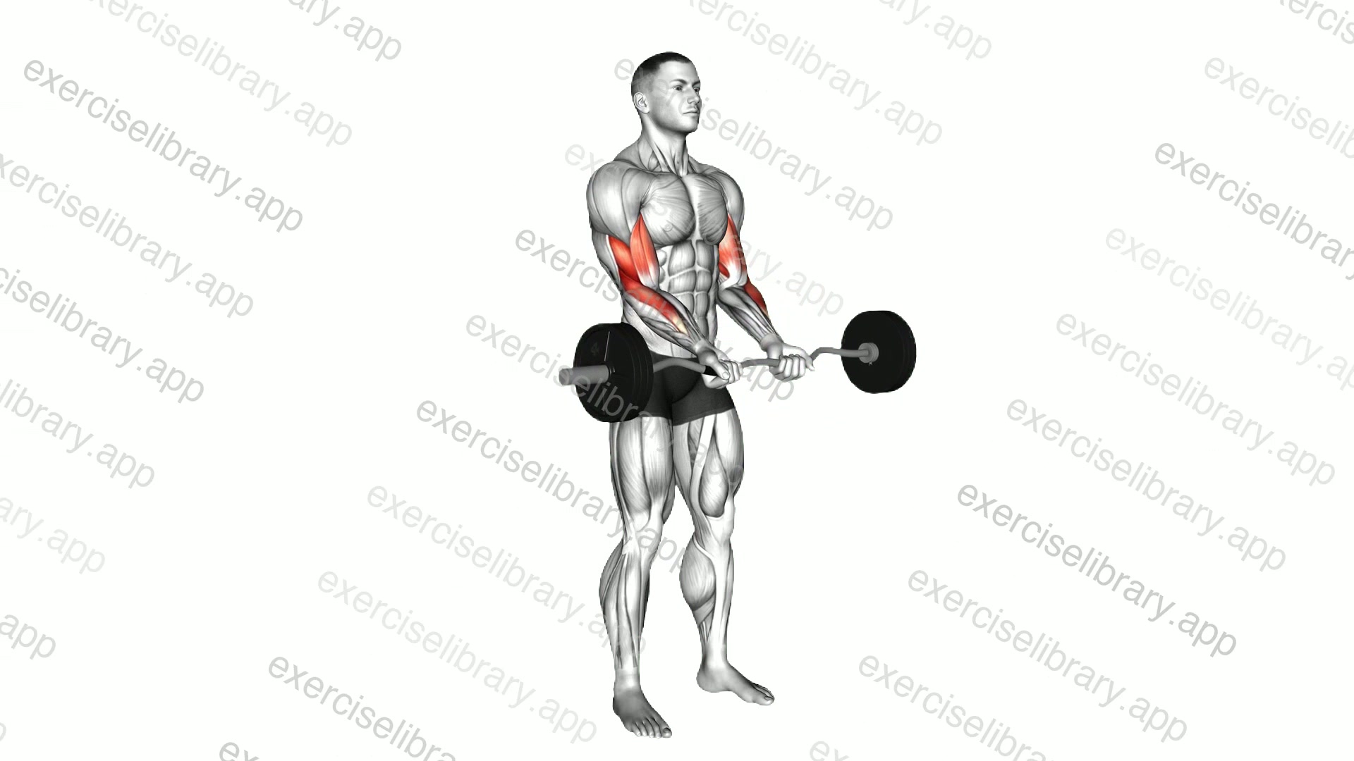 EZ Barbell Close grip Curl demonstration