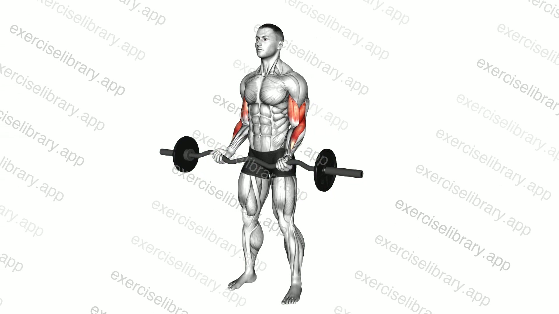 EZ Barbell Curl demonstration