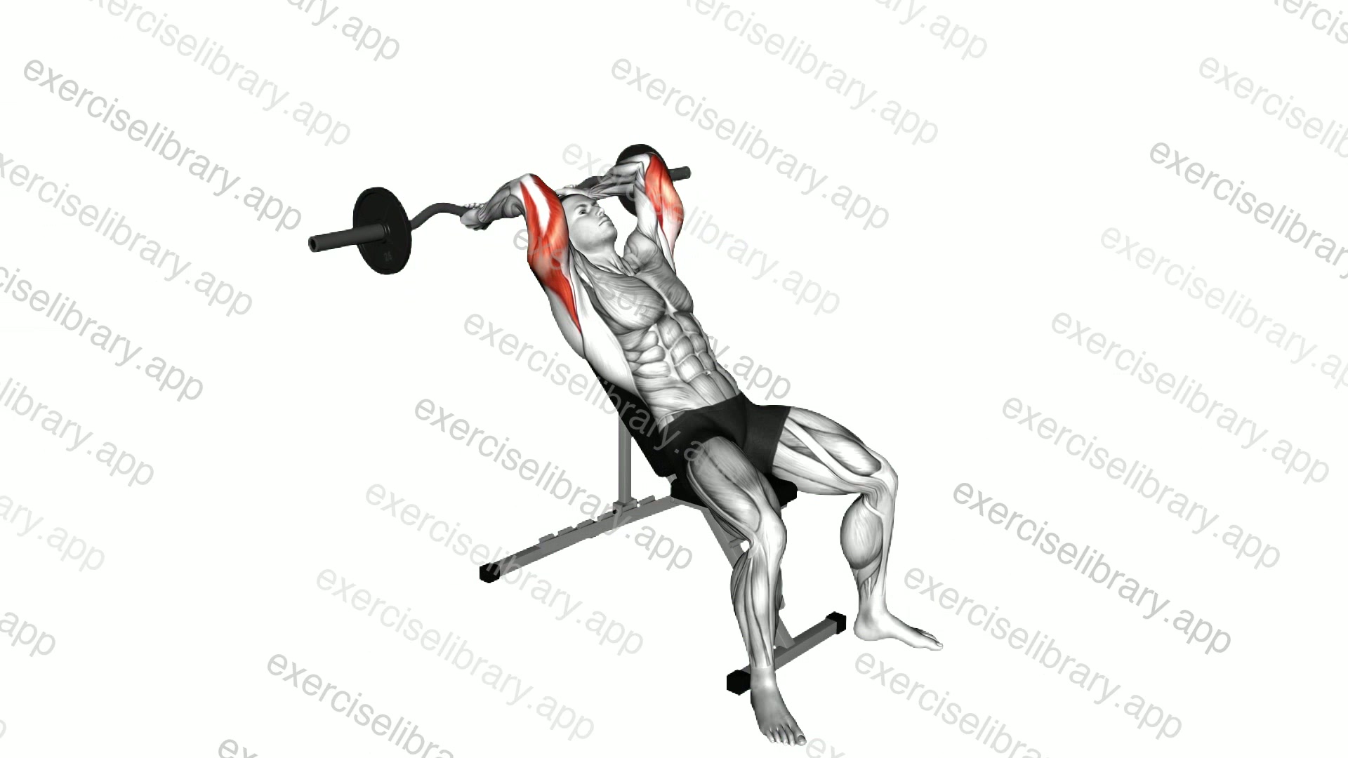 EZ Barbell Incline Triceps Extension demonstration