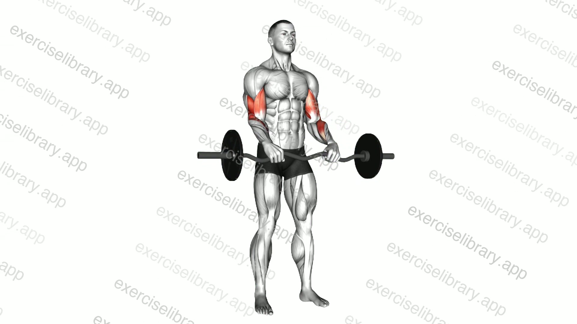 EZ Barbell Reverse Grip Curl demonstration