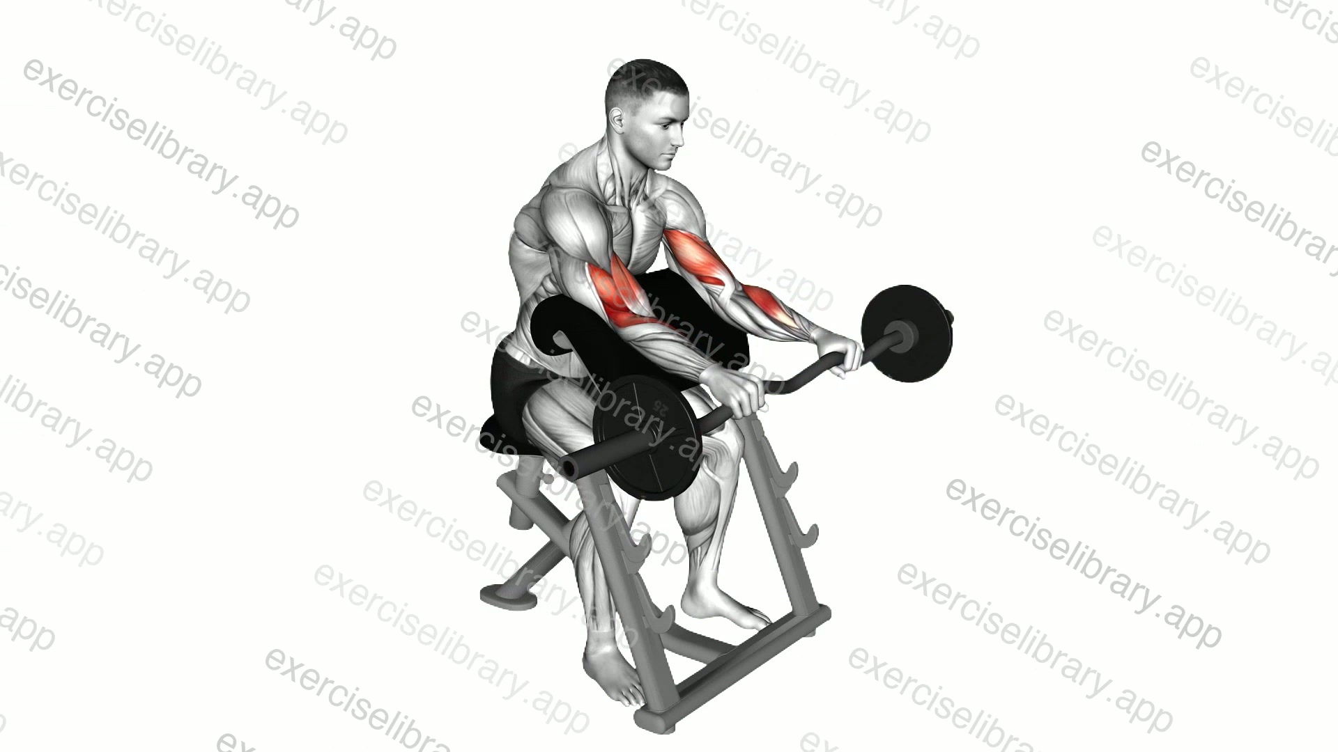 EZ Barbell Reverse grip Preacher Curl demonstration