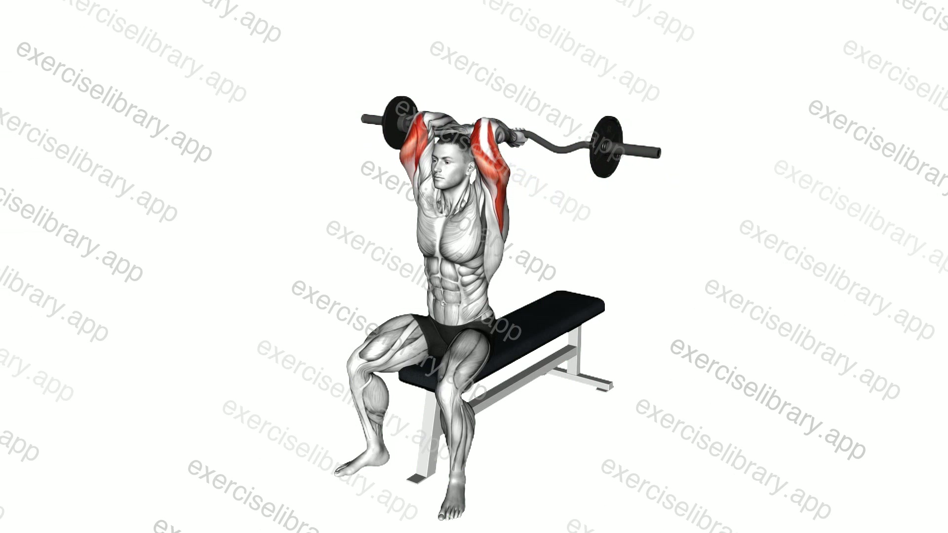 EZ Barbell Seated Triceps Extension demonstration