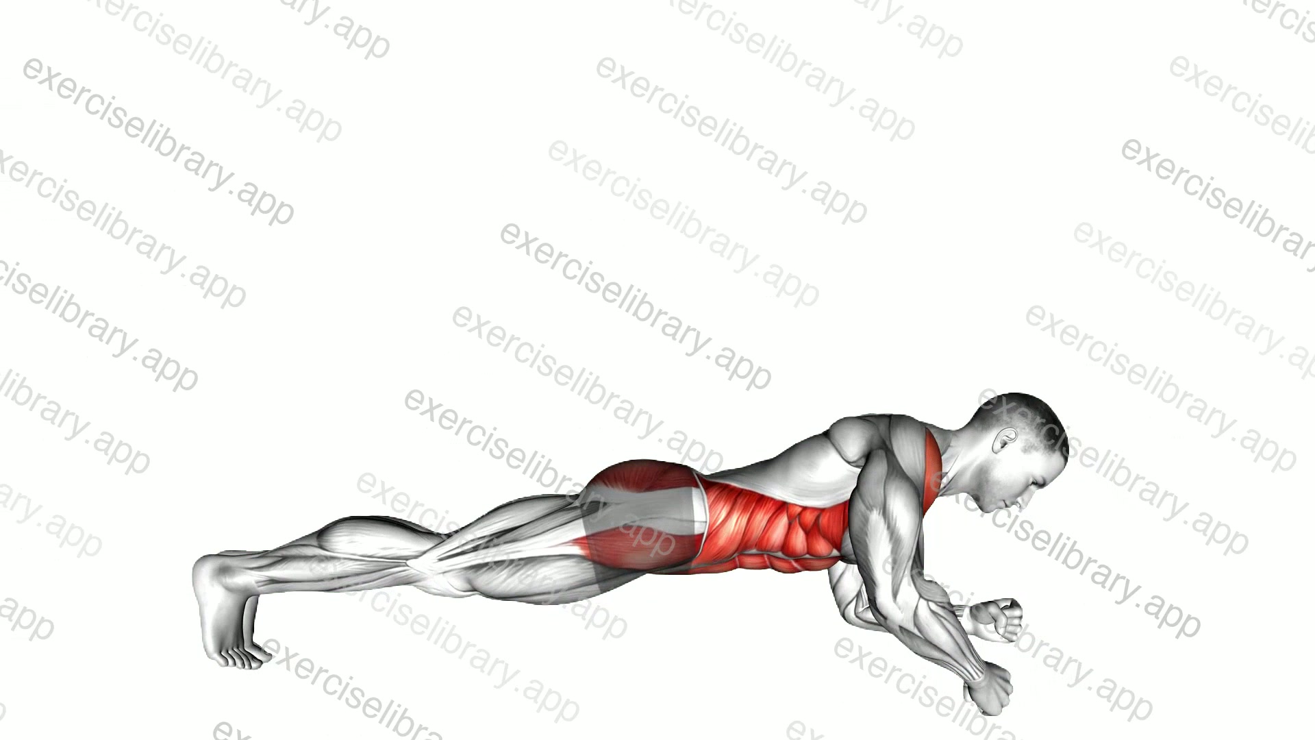 Front Plank with Twist demonstration