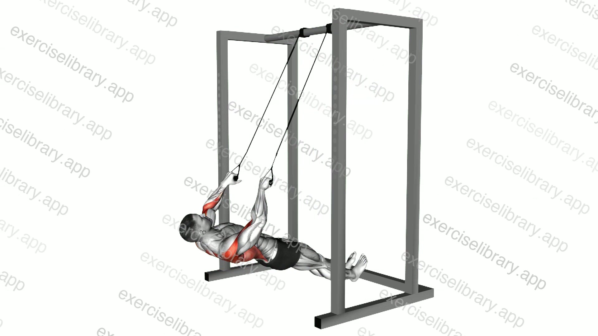 Inverted Row with Straps demonstration