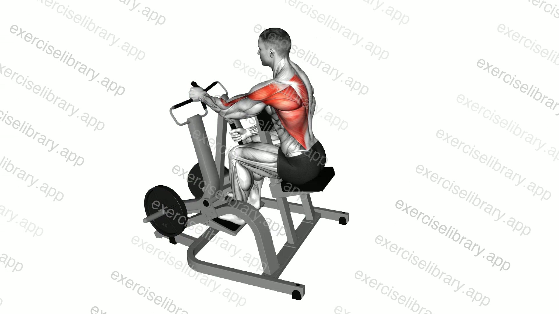 Lever Single Arm Neutral Grip Seated Row demonstration