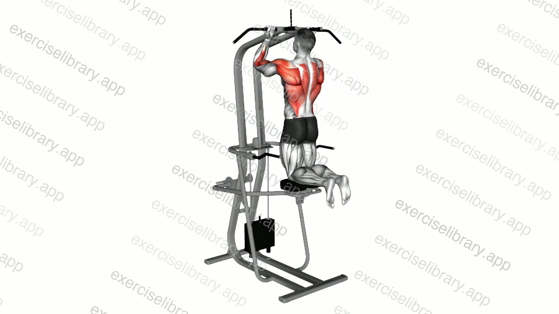 Lever Assisted Chin-up demonstration