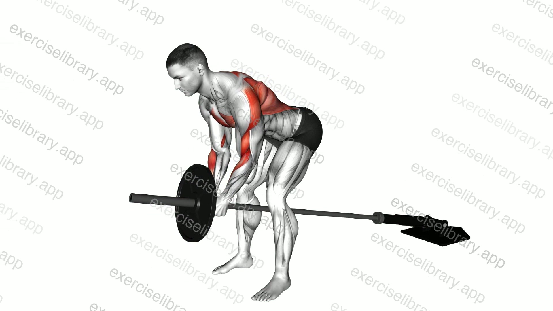 Lever Bent over Row demonstration
