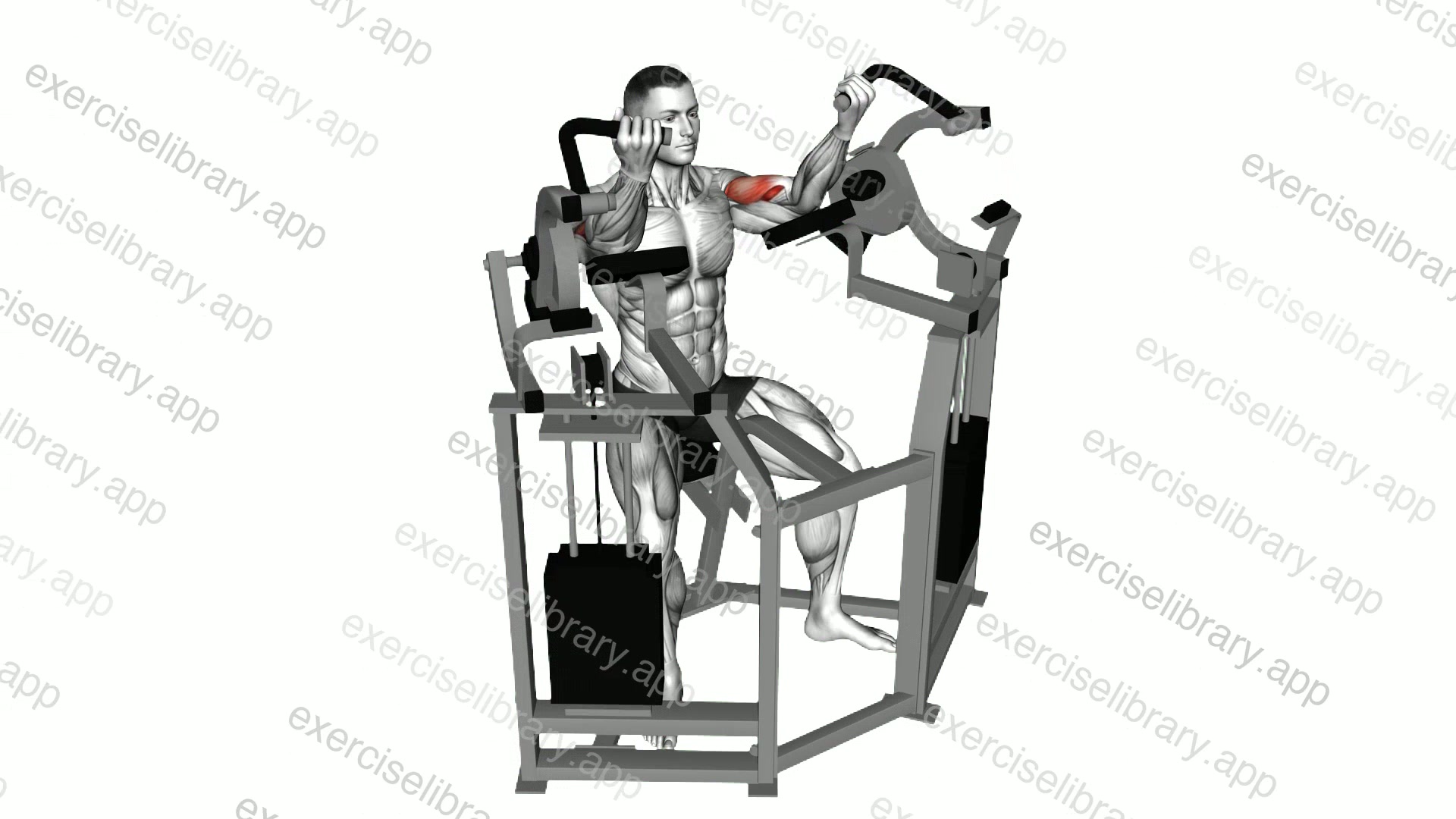 Lever Biceps Curl demonstration
