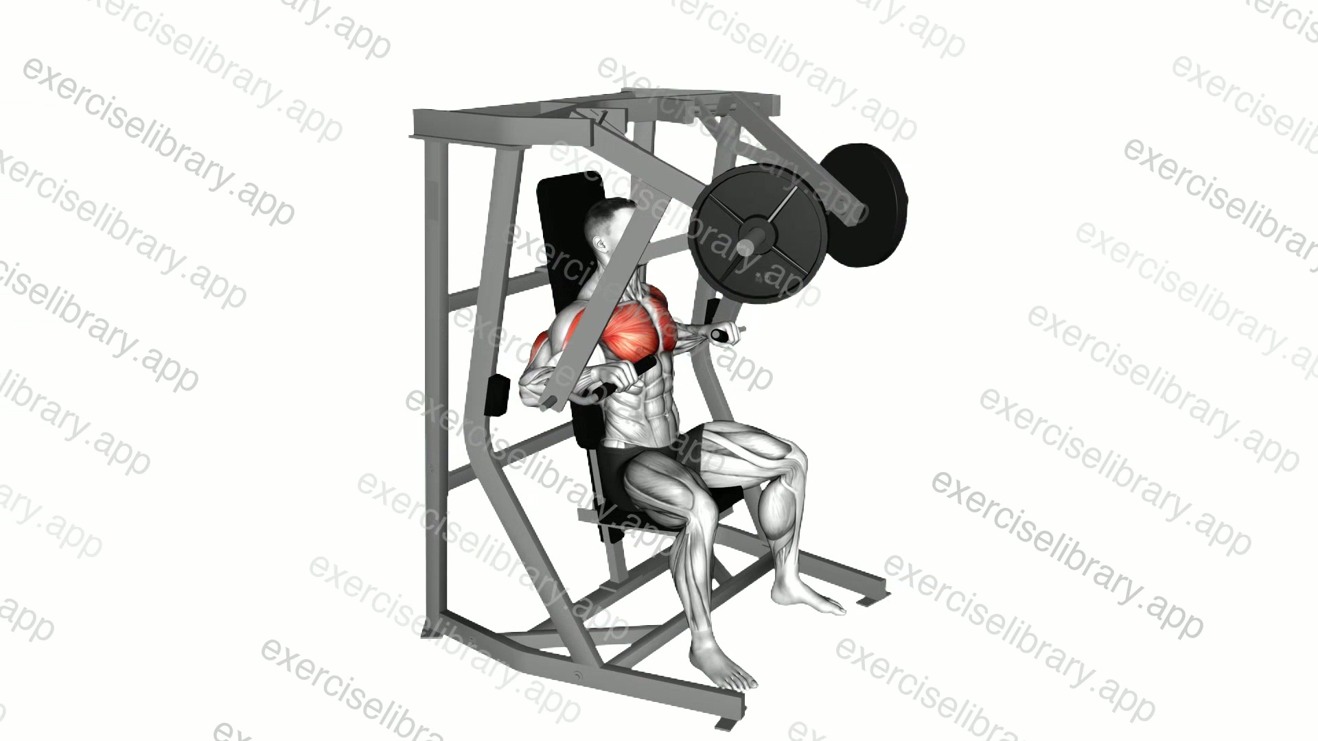 Lever Chest Press demonstration