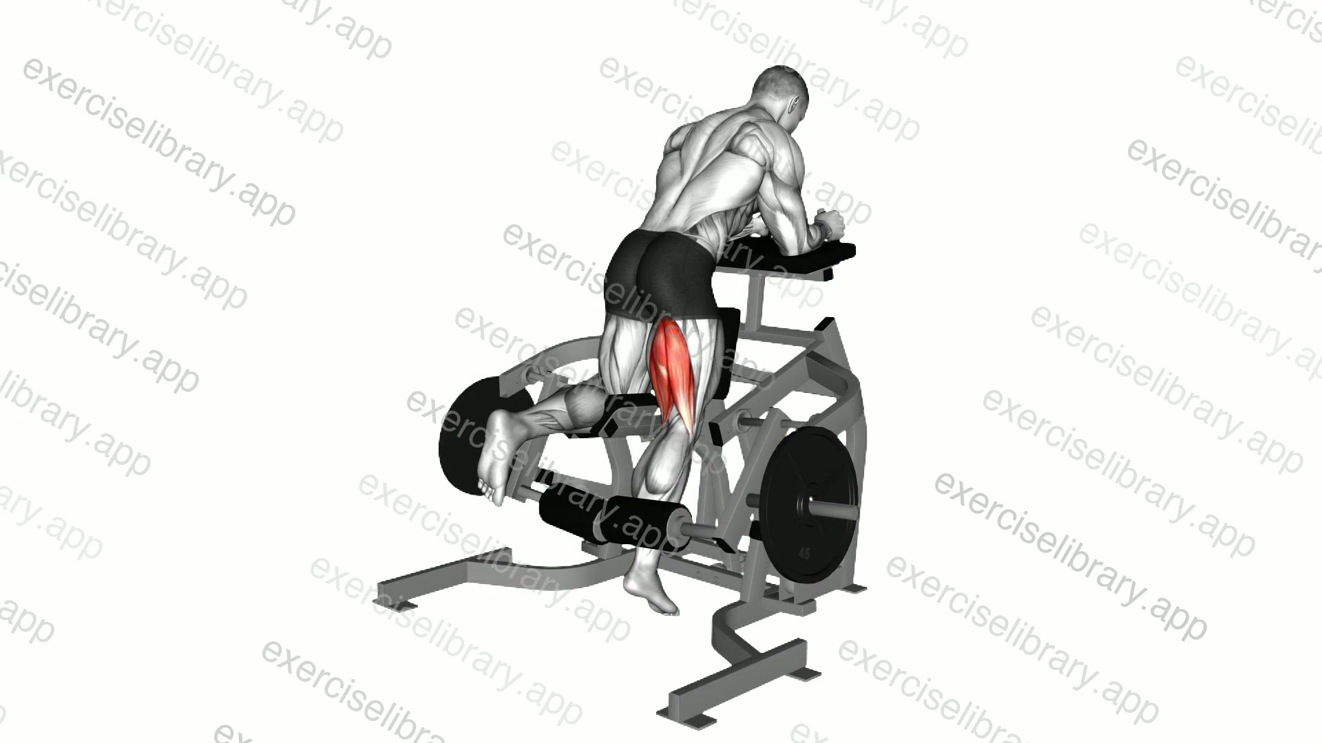 Lever Kneeling Leg Curl demonstration