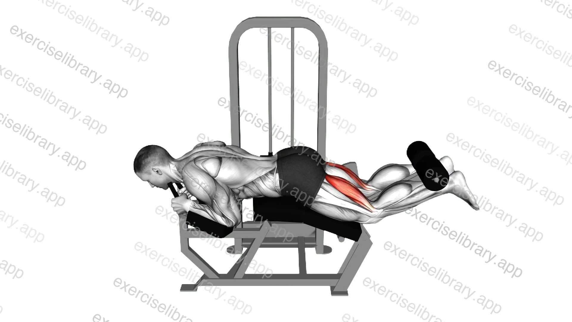 Lever Lying Leg Curl demonstration