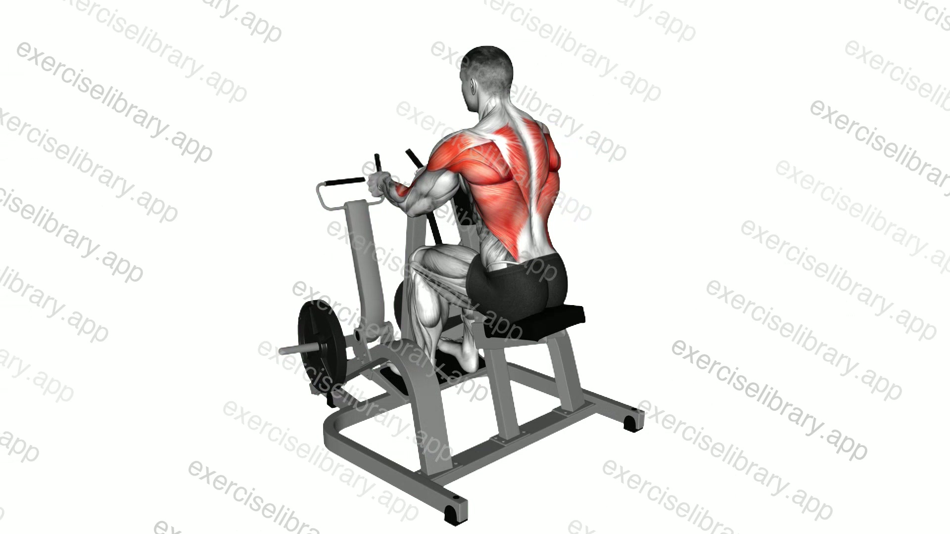 Lever Neutral Grip Seated Row demonstration