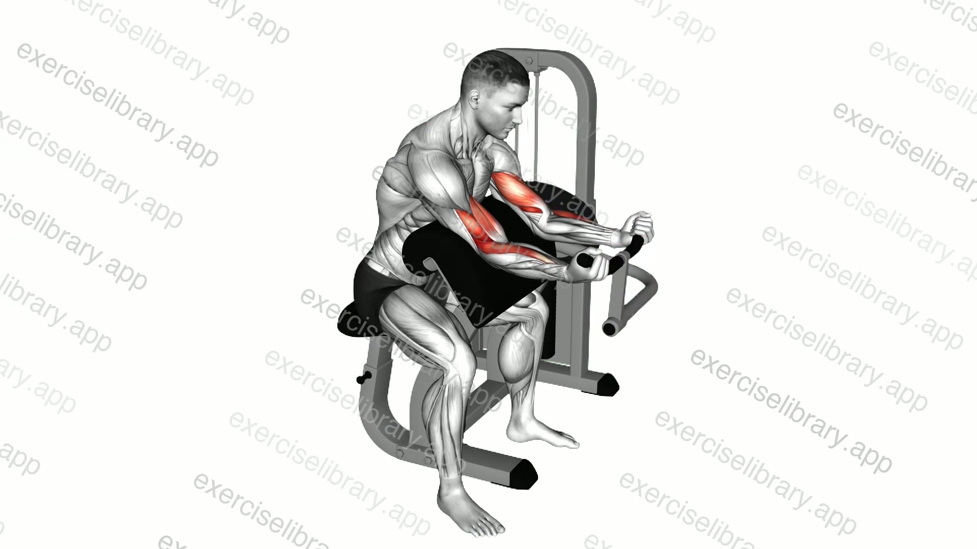 Lever Preacher Curl demonstration