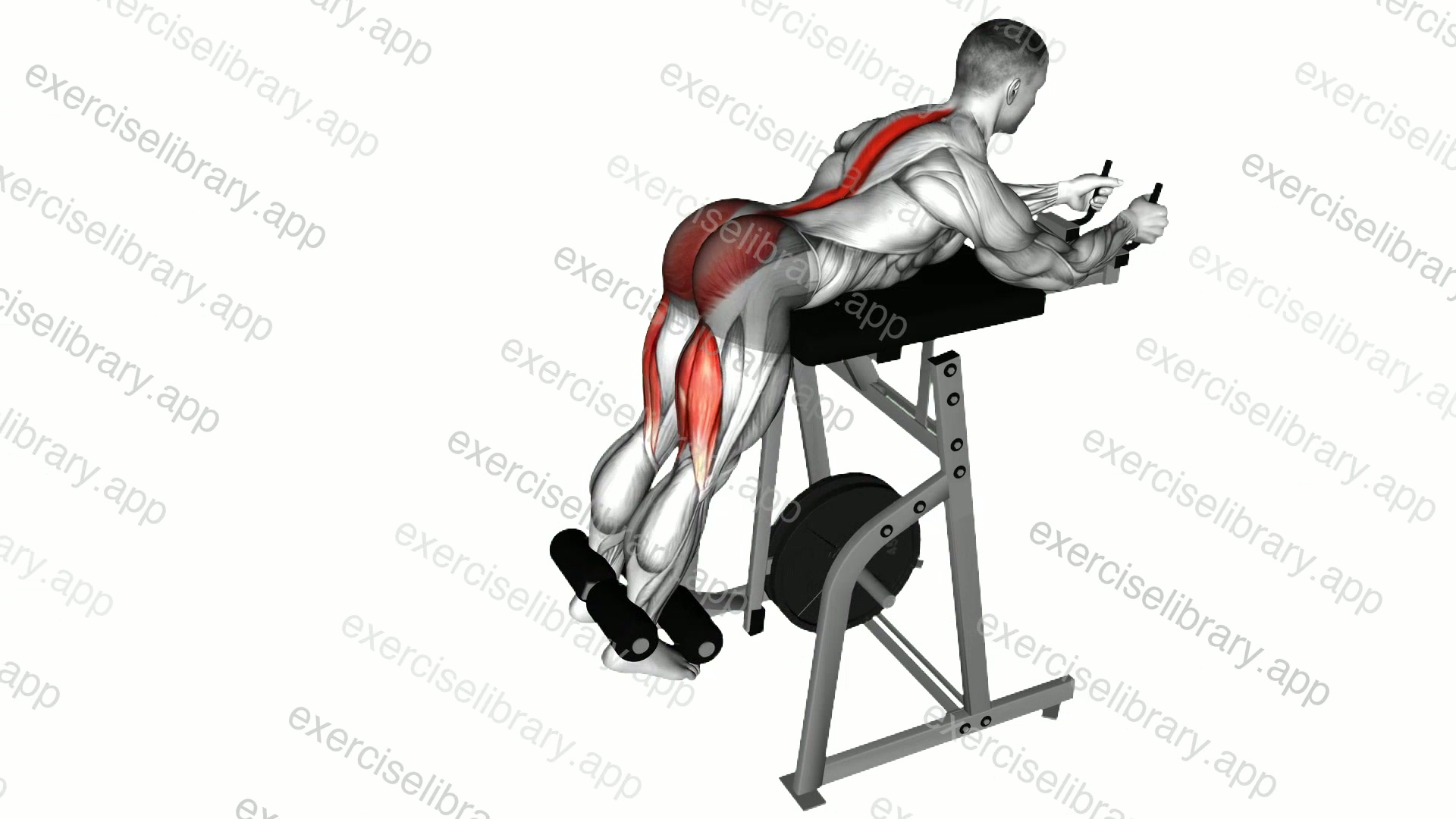 Lever Reverse Hyperextension demonstration