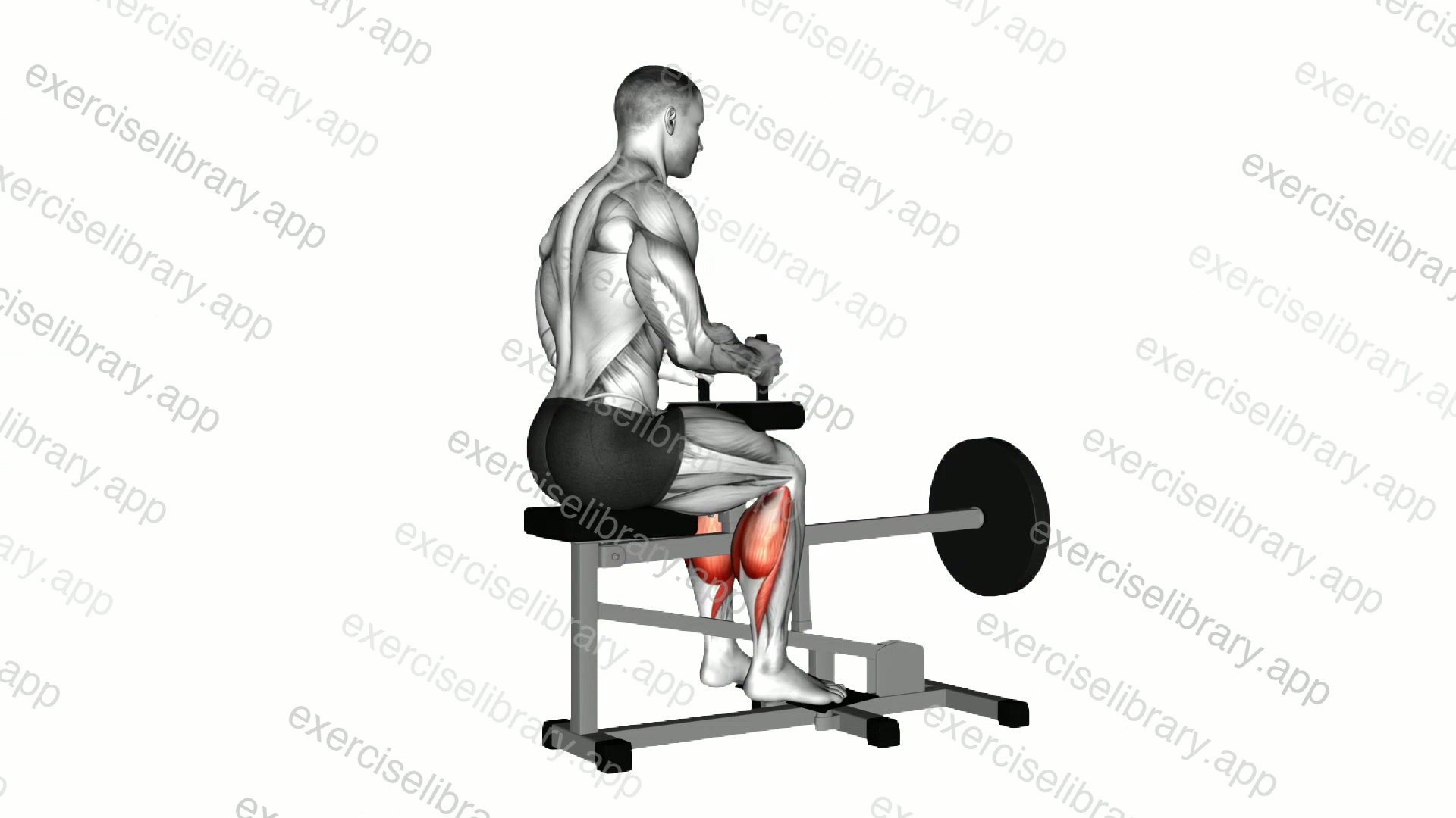 Lever Seated Calf Raise demonstration