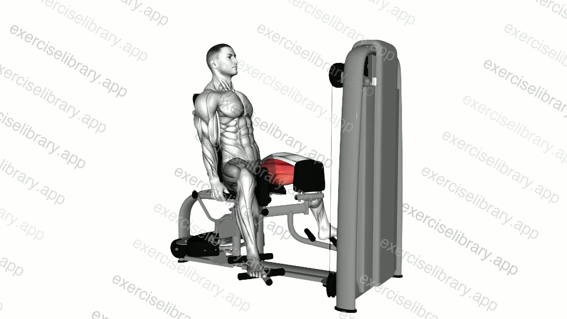 Lever Seated Hip Adduction demonstration