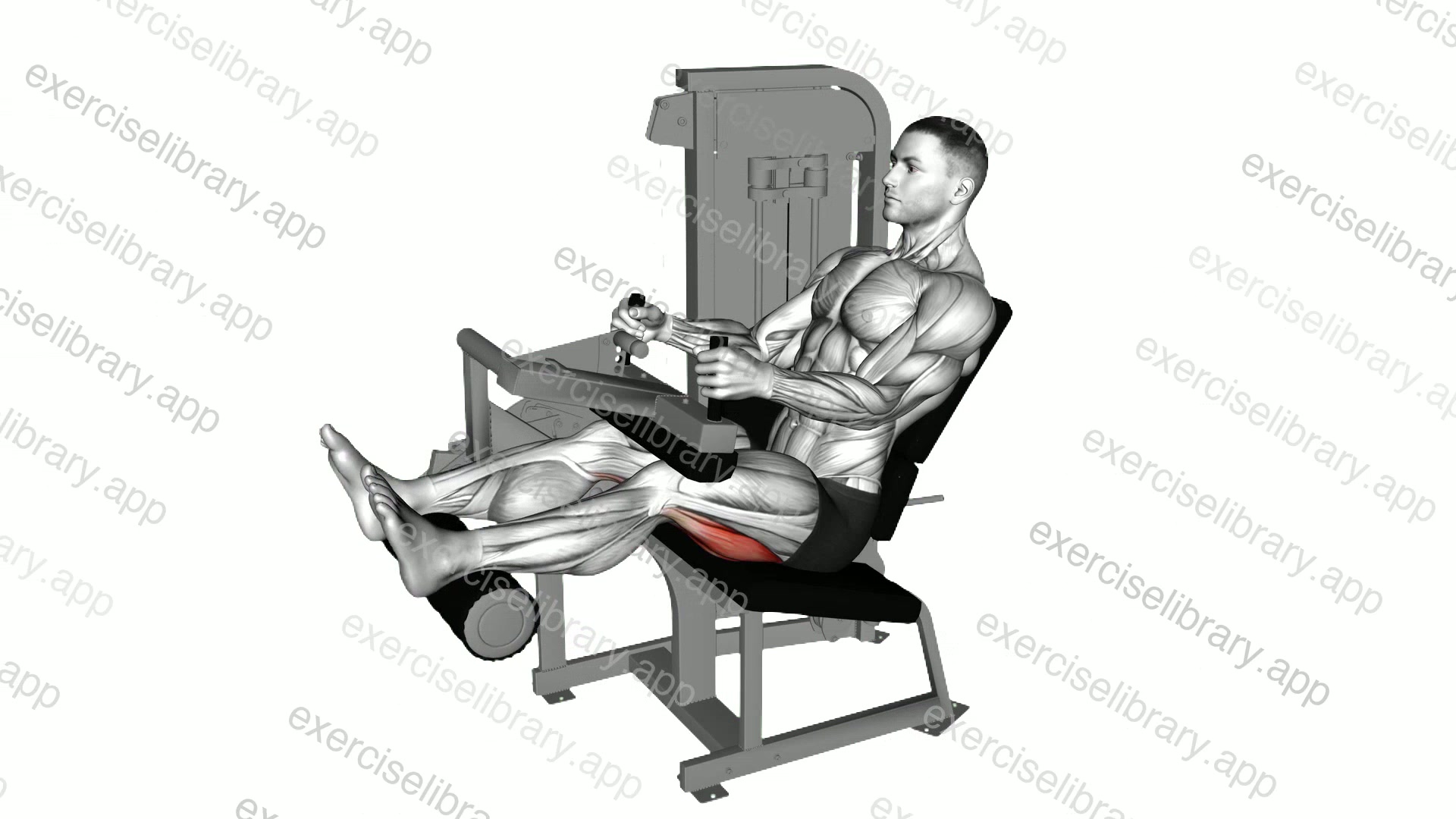 Lever Seated Leg Curl demonstration