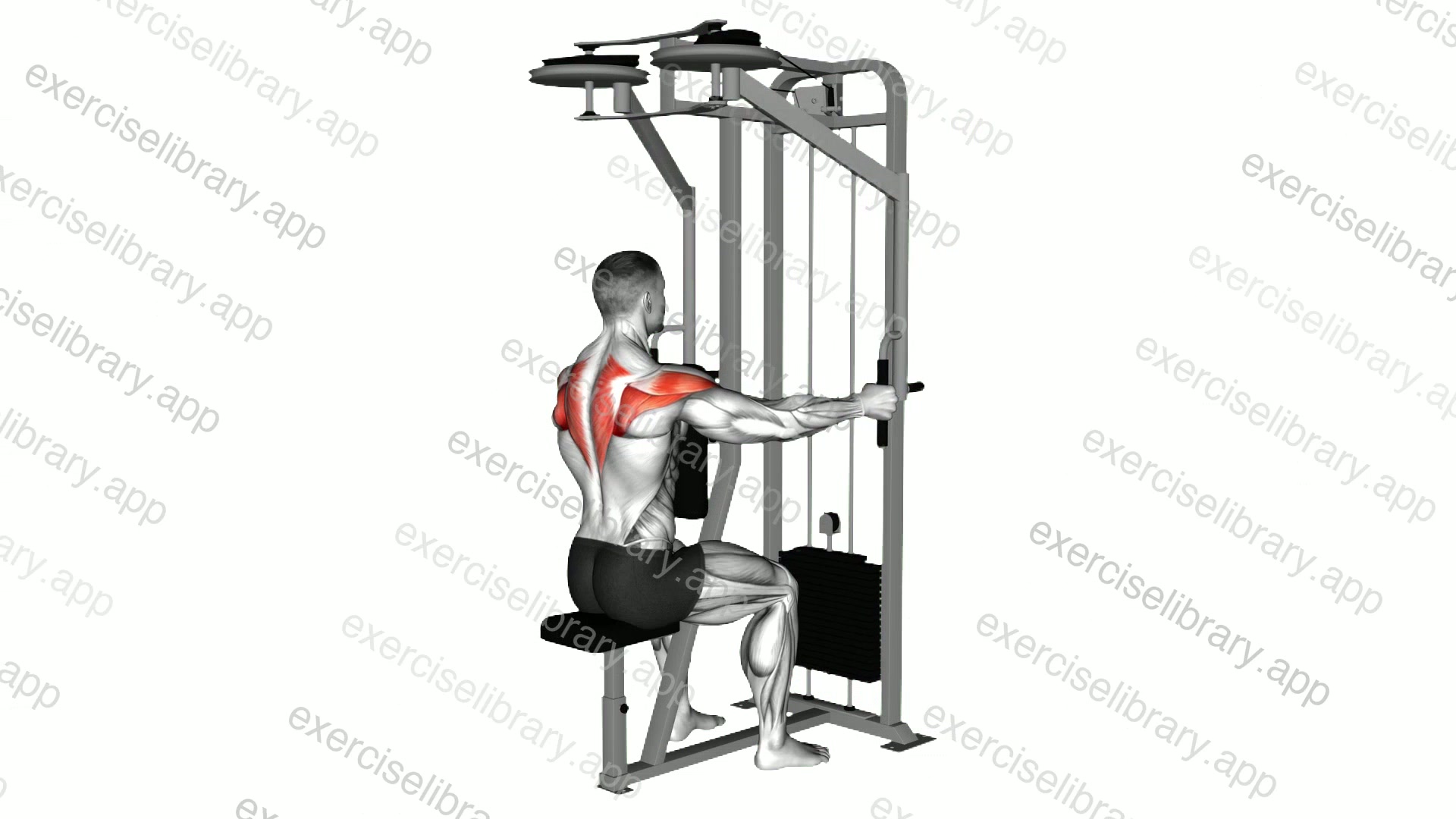 Lever Seated Reverse Fly demonstration