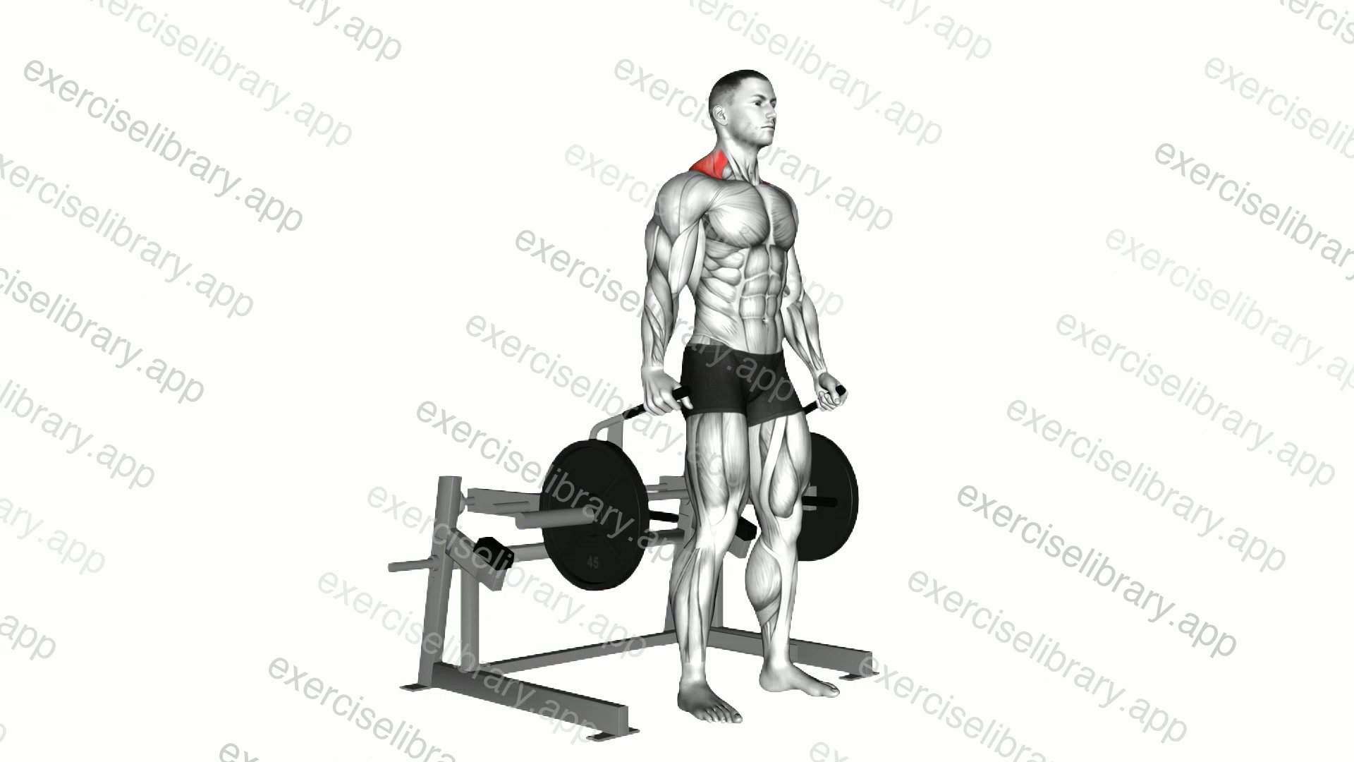 Lever Shrug demonstration