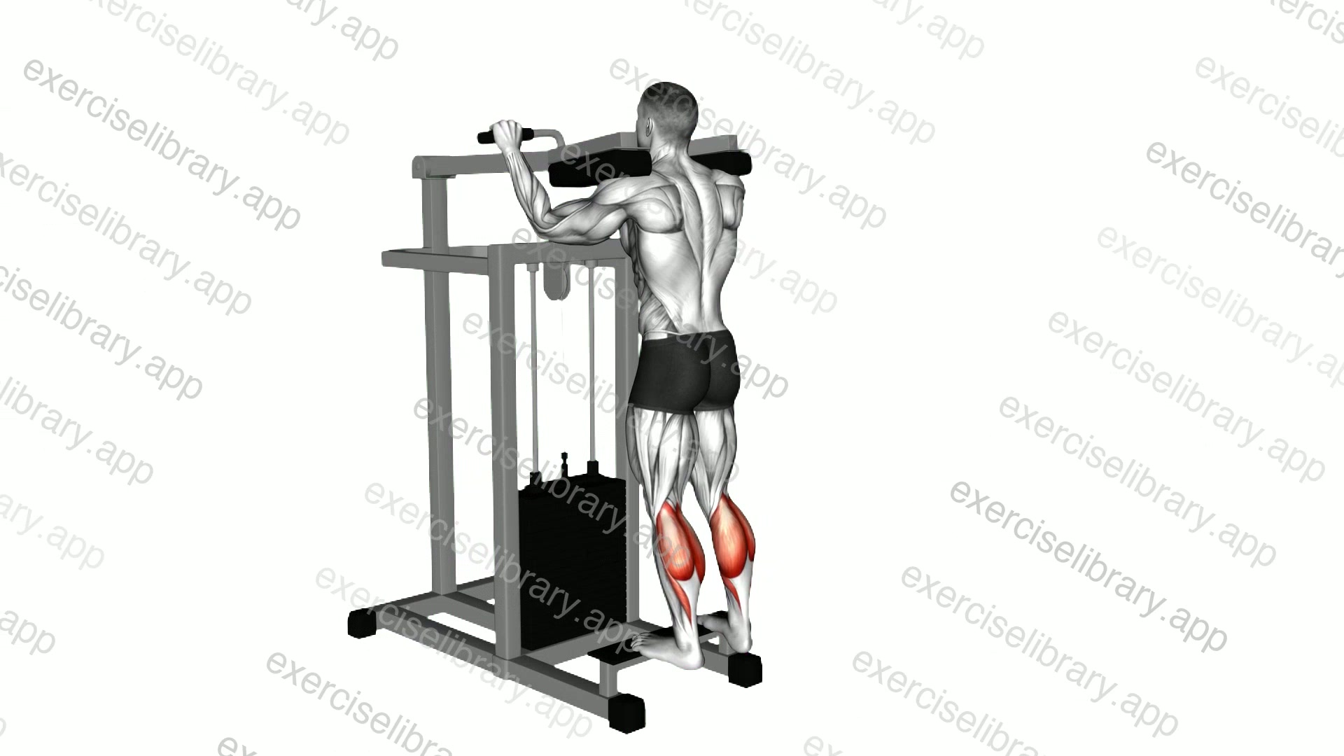 Lever Standing Calf Raise demonstration