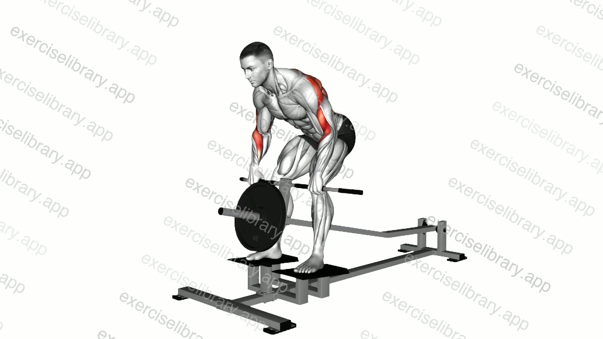 Lever T-bar Row demonstration