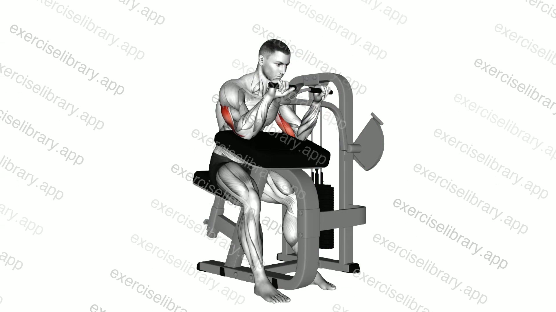 Lever Triceps Extension demonstration