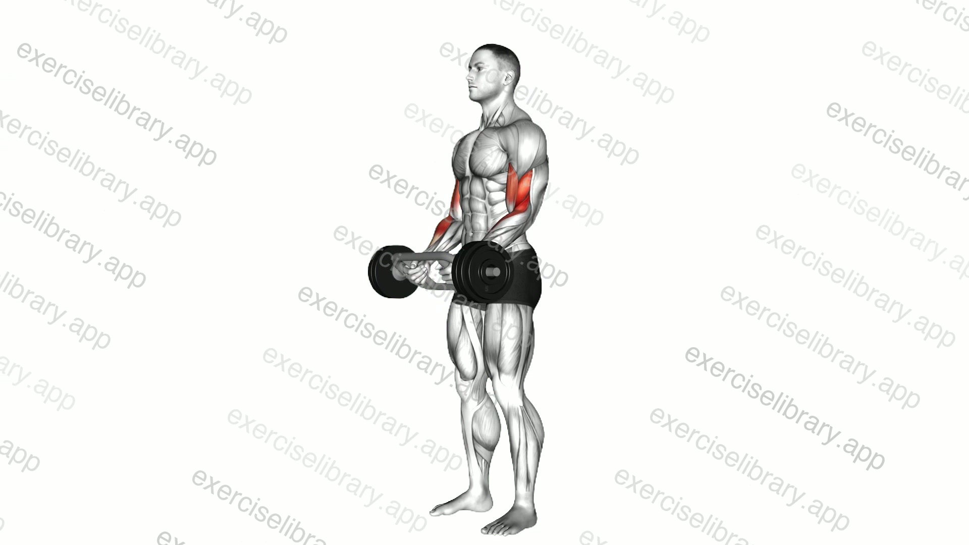 Olympic Barbell Hammer Curl demonstration