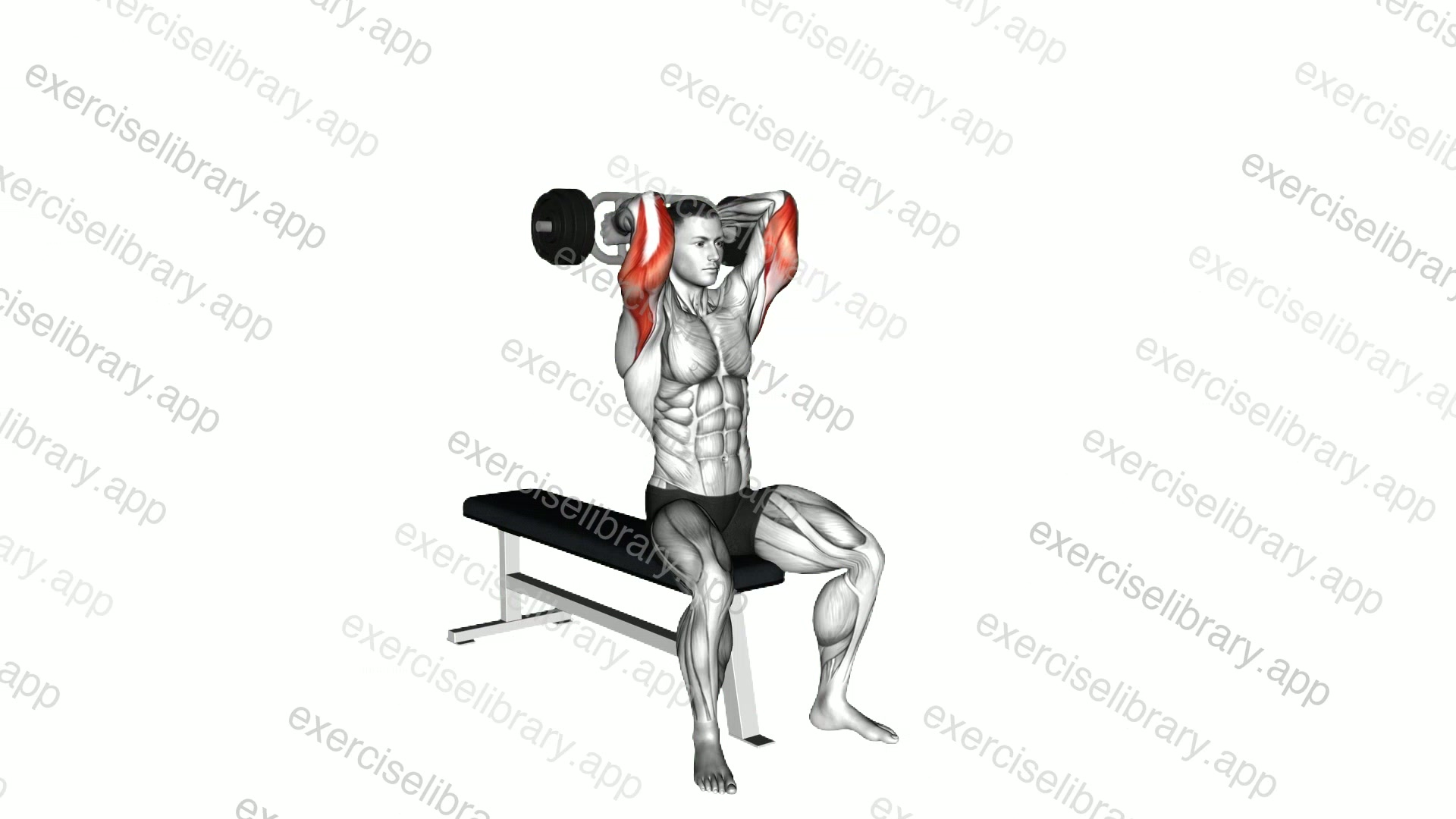 Olympic Barbell Triceps Extension demonstration