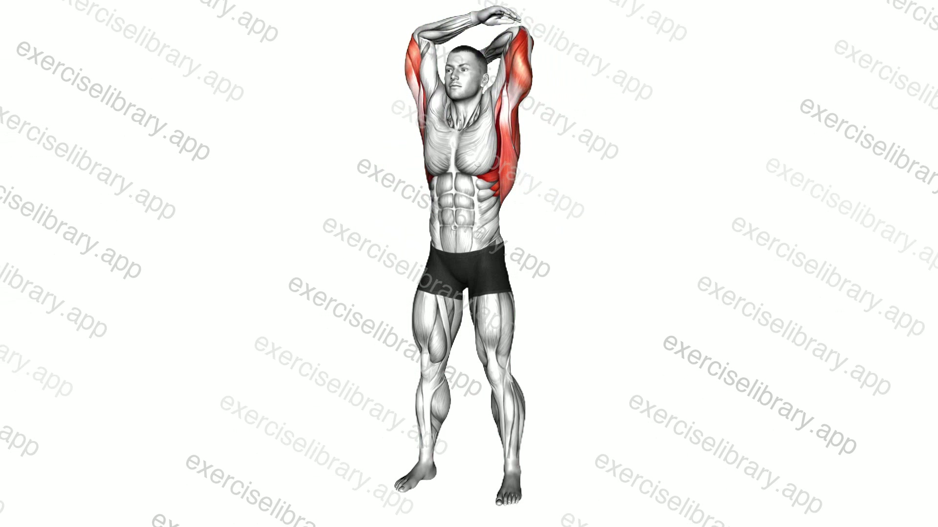 Overhead Triceps Stretch demonstration