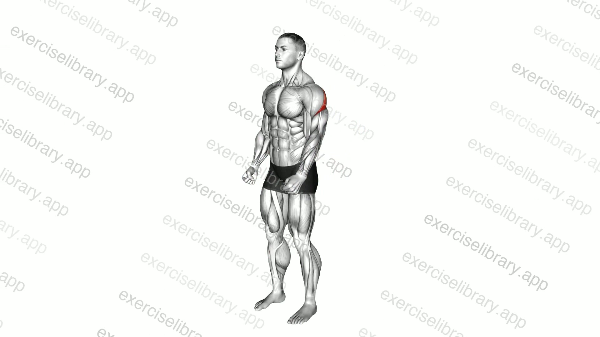 Rear Deltoid Stretch demonstration