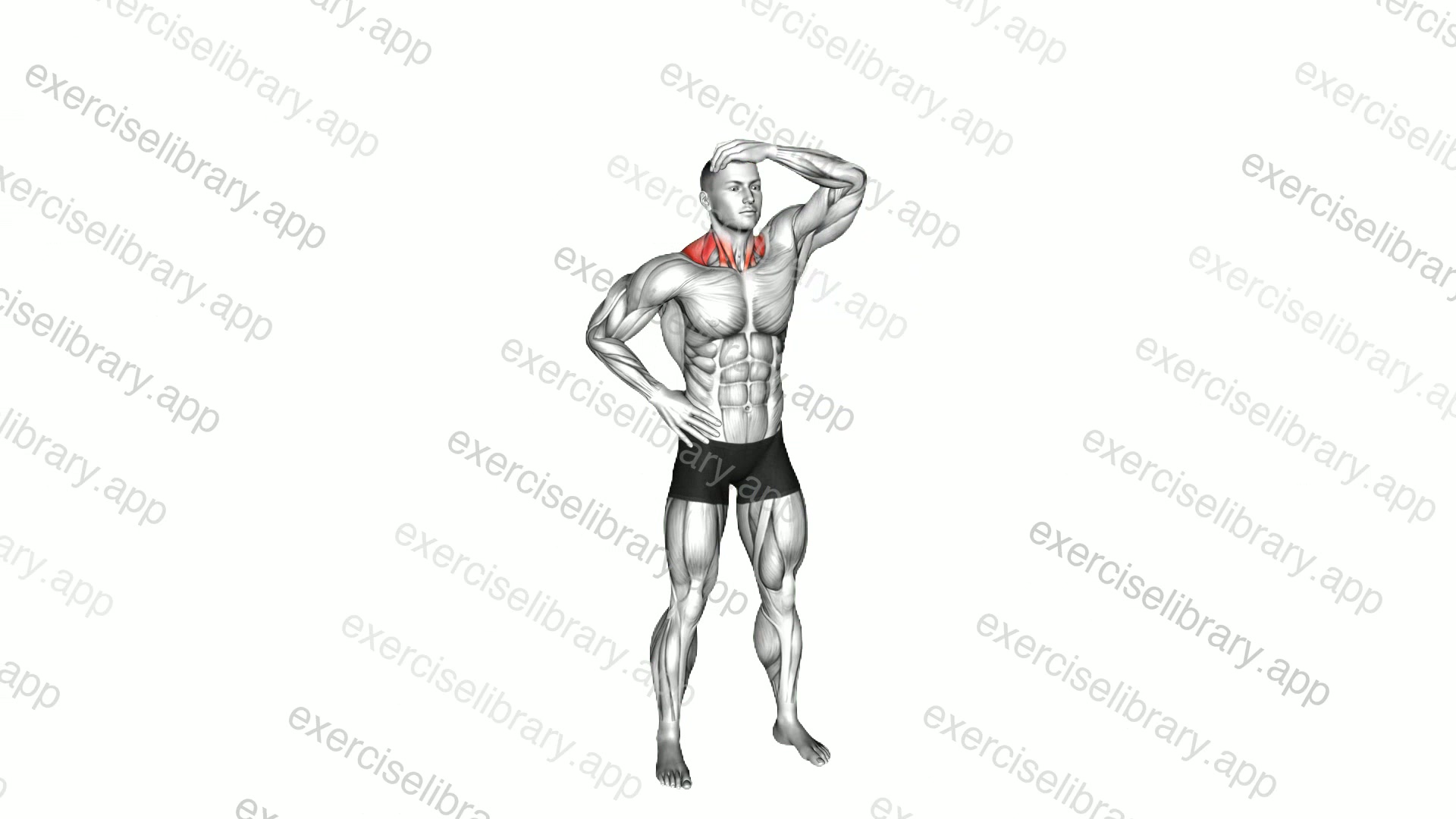 Side Neck Stretch demonstration