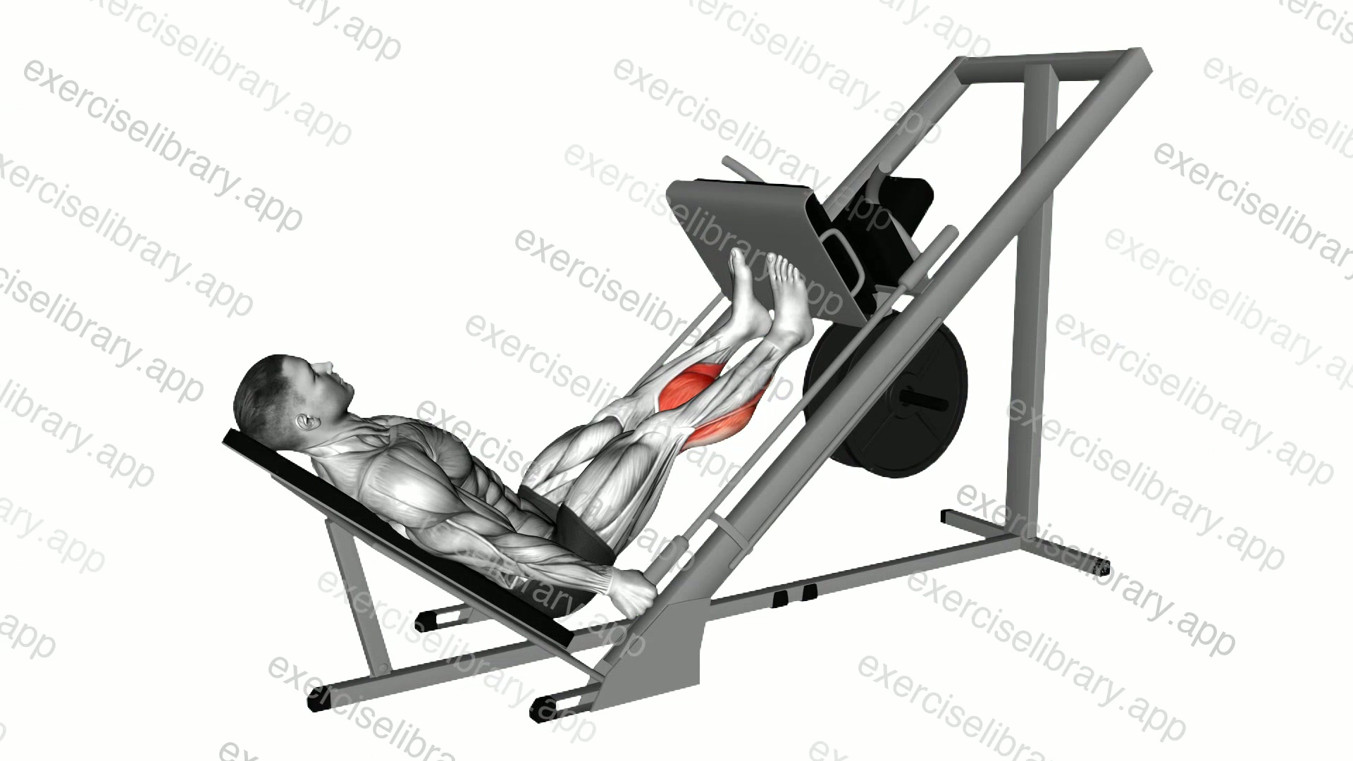 Sled 45 Calf Press demonstration