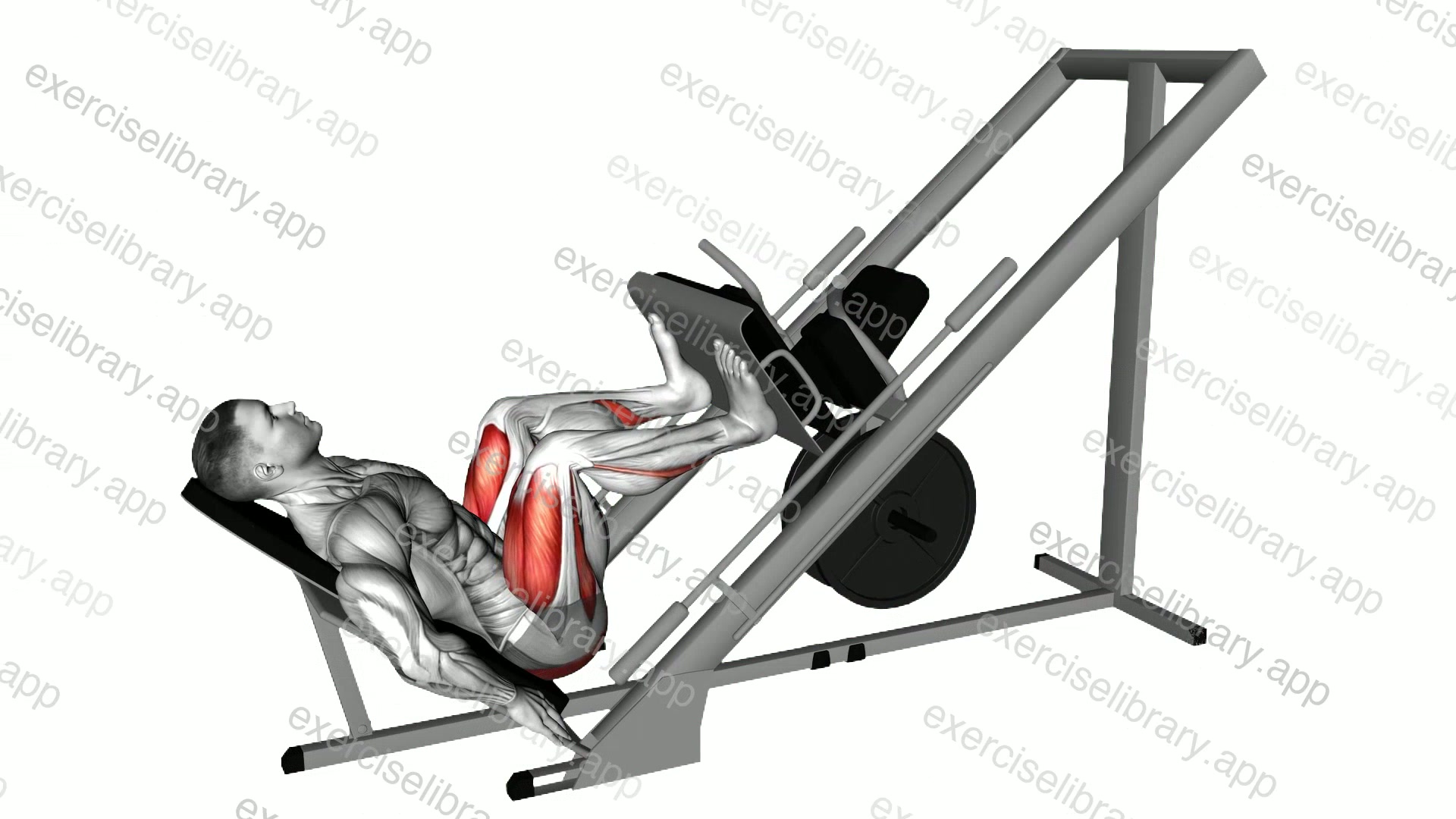 Sled 45 degrees Leg Press demonstration