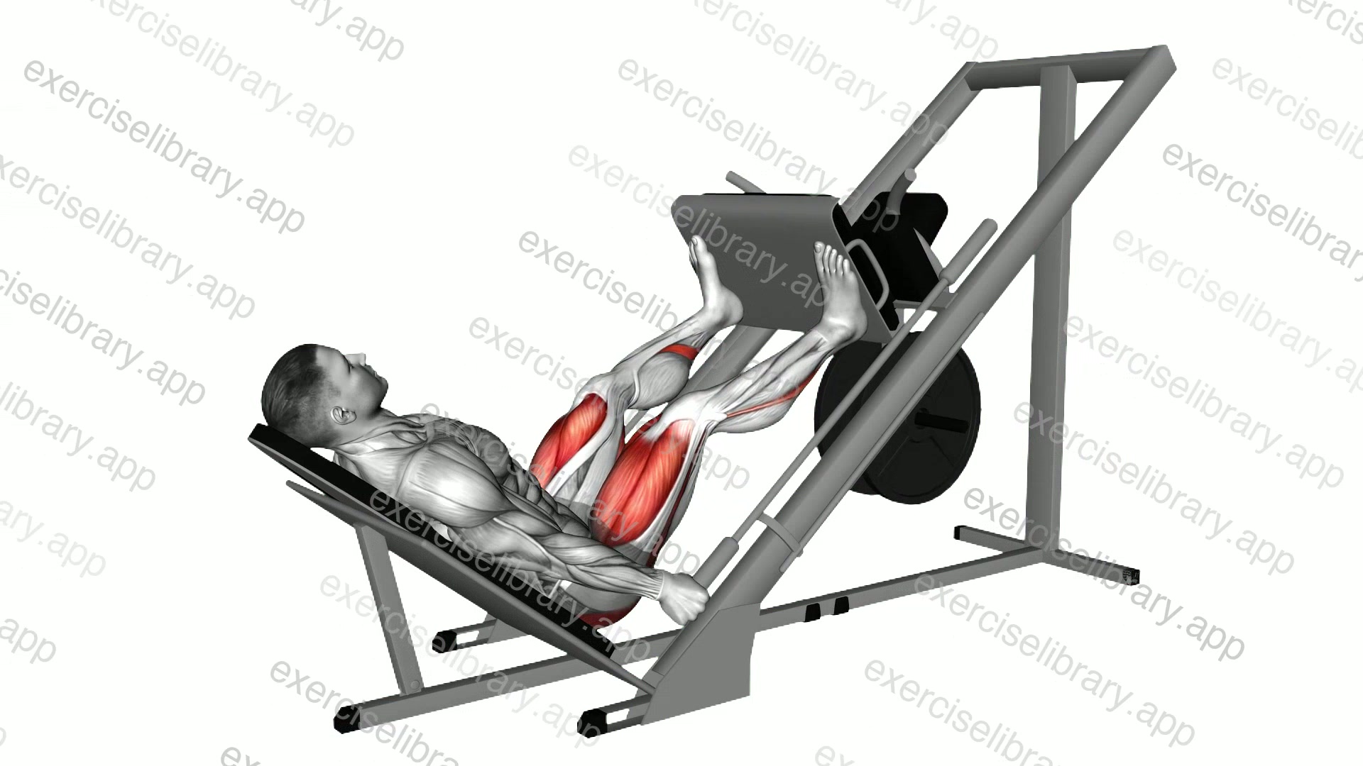 Sled 45 Leg Wide Press demonstration