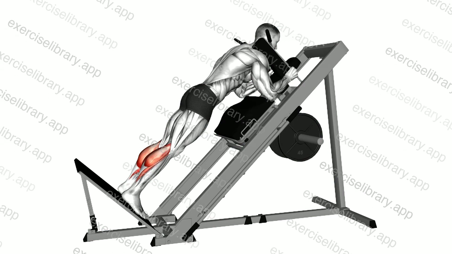 Sled Forward Angled Calf Raise demonstration