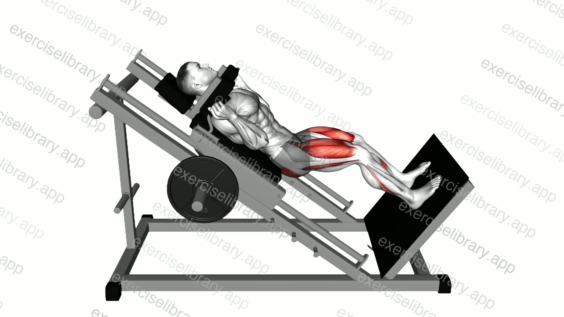 Sled Hack Squat demonstration