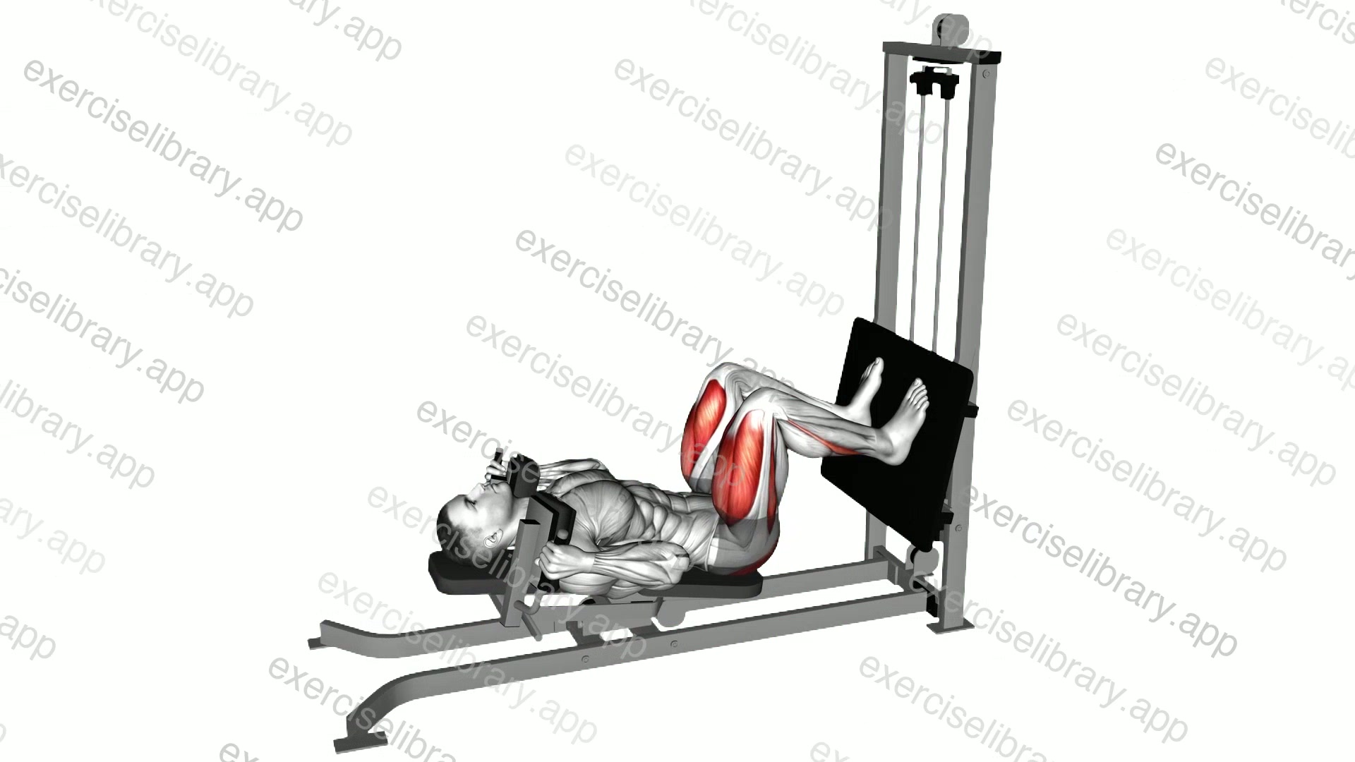Sled Lying Squat demonstration