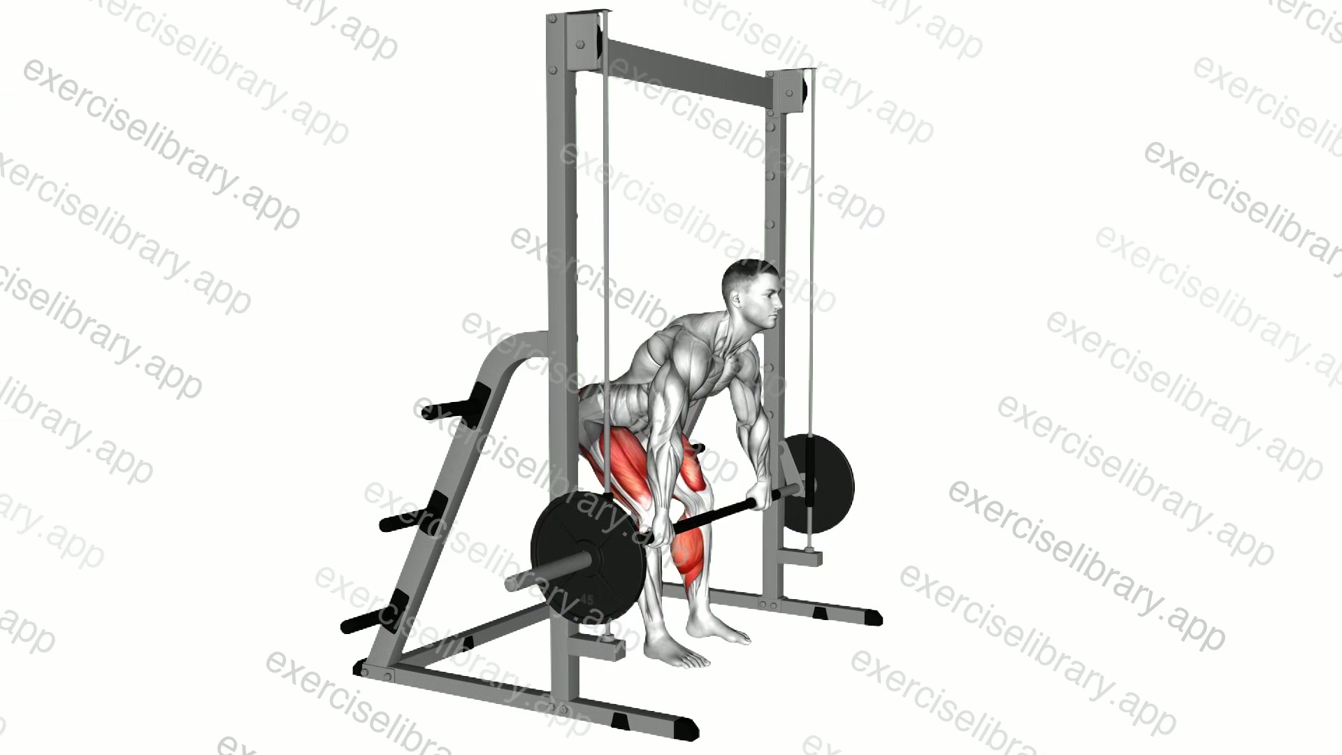 Smith Deadlift demonstration