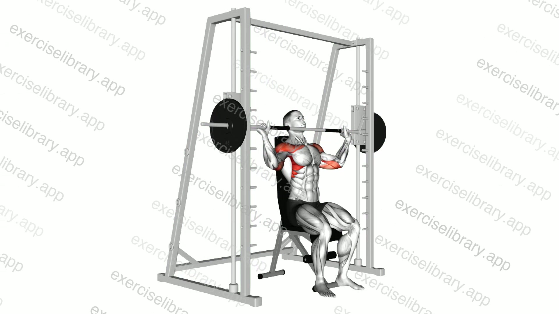Smith Shoulder Press demonstration