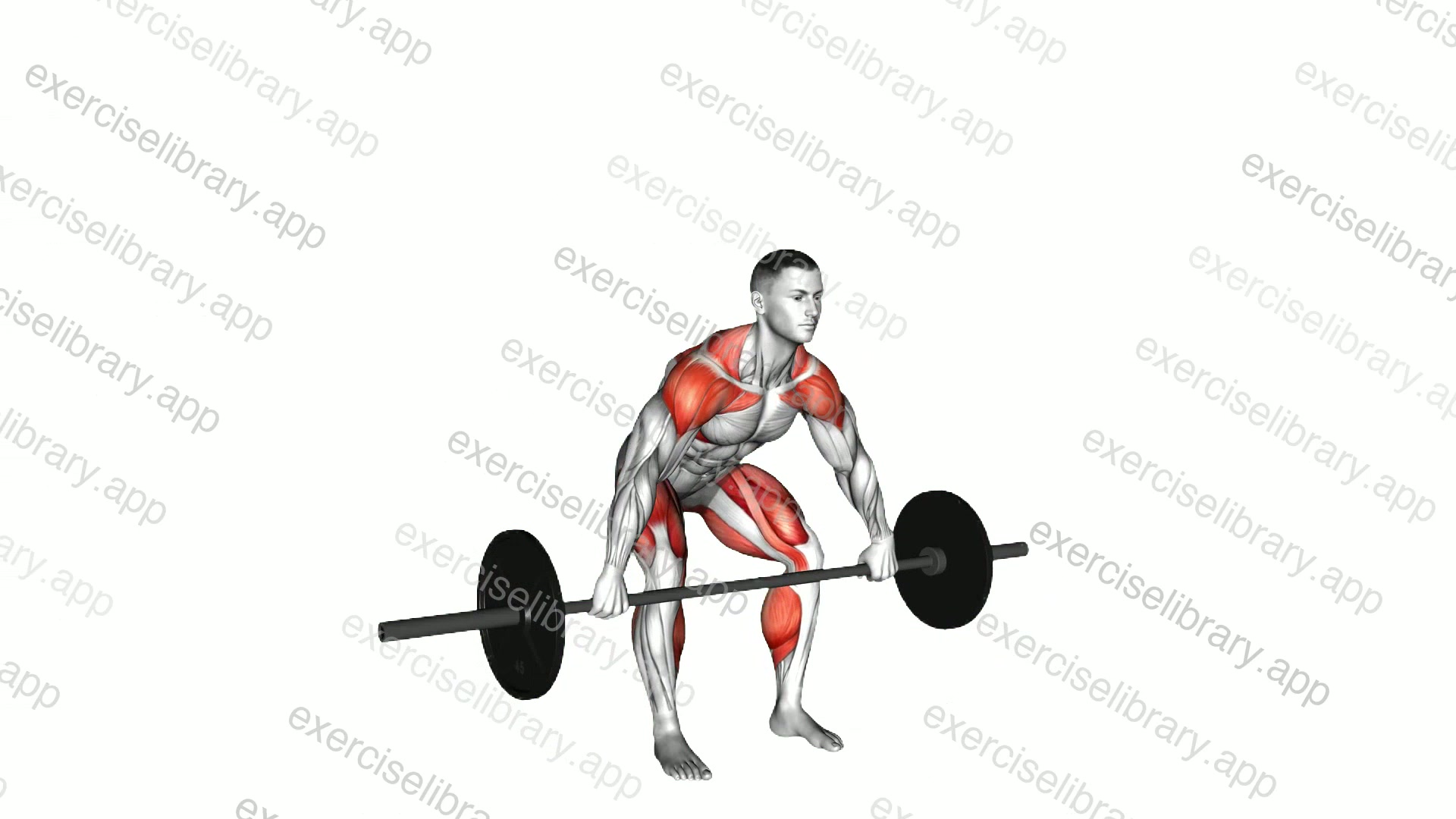 Barbell Snatch Pull demonstration