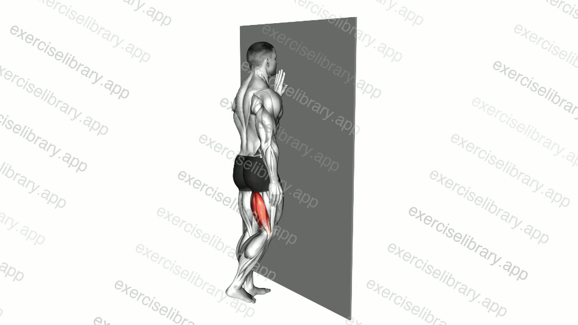 Standing Single Leg Curl demonstration