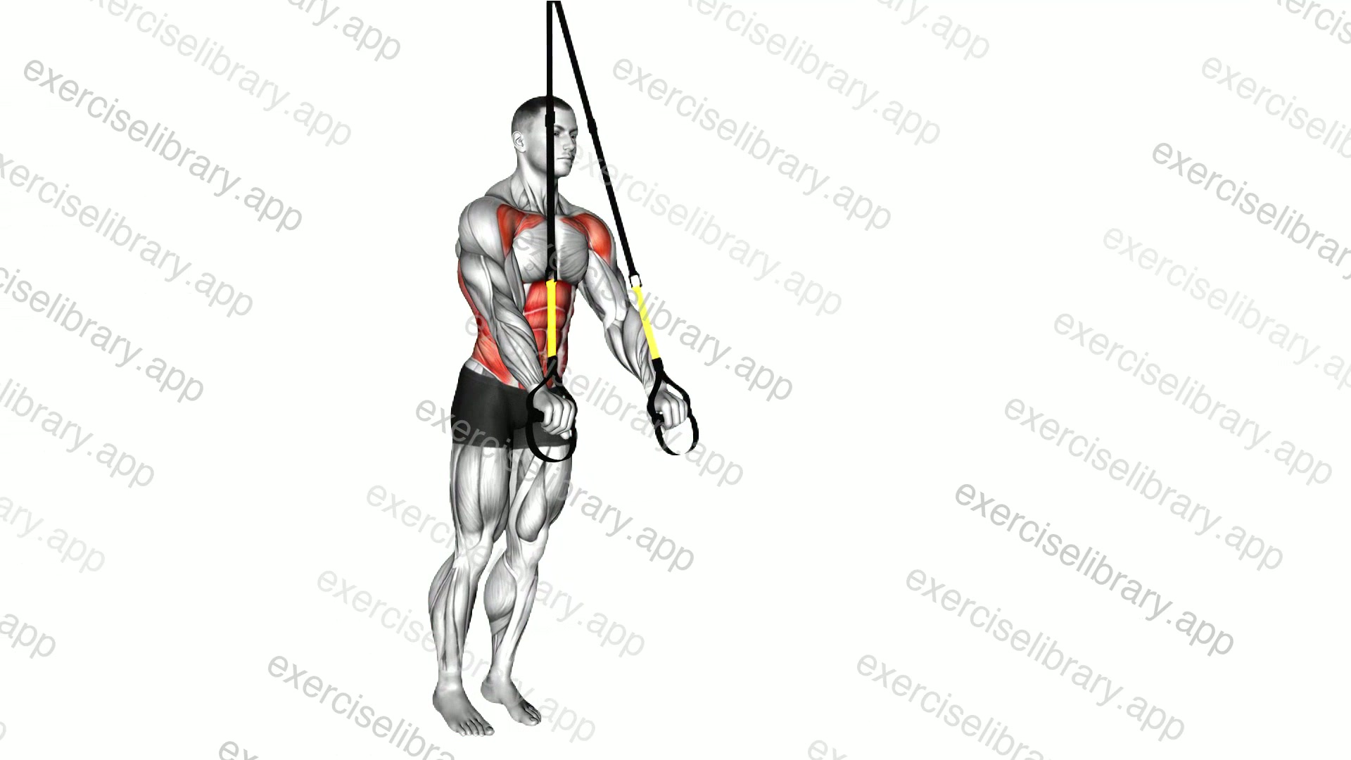 Suspender Abdominal Fallout demonstration