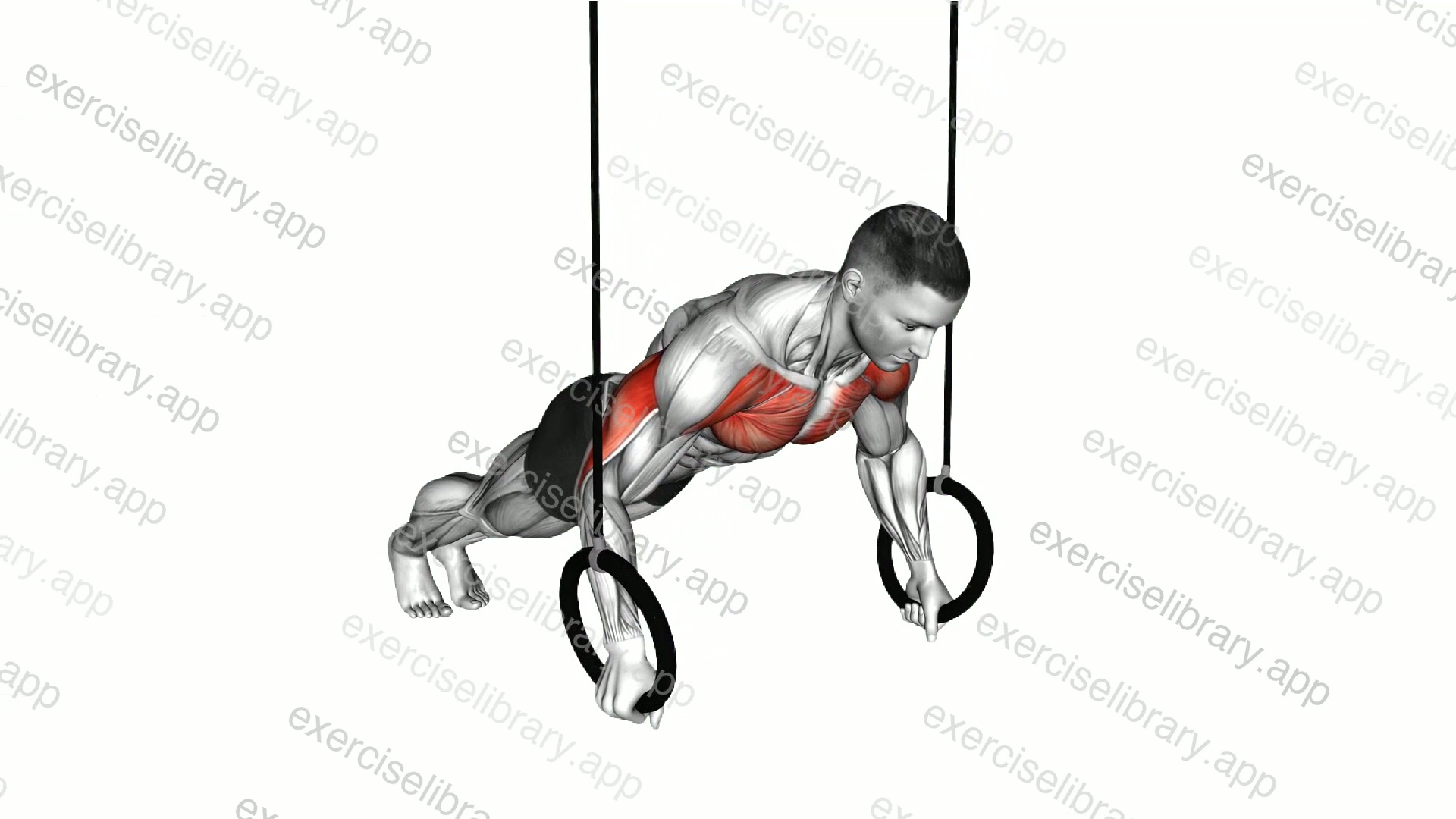 Suspender Push-up demonstration